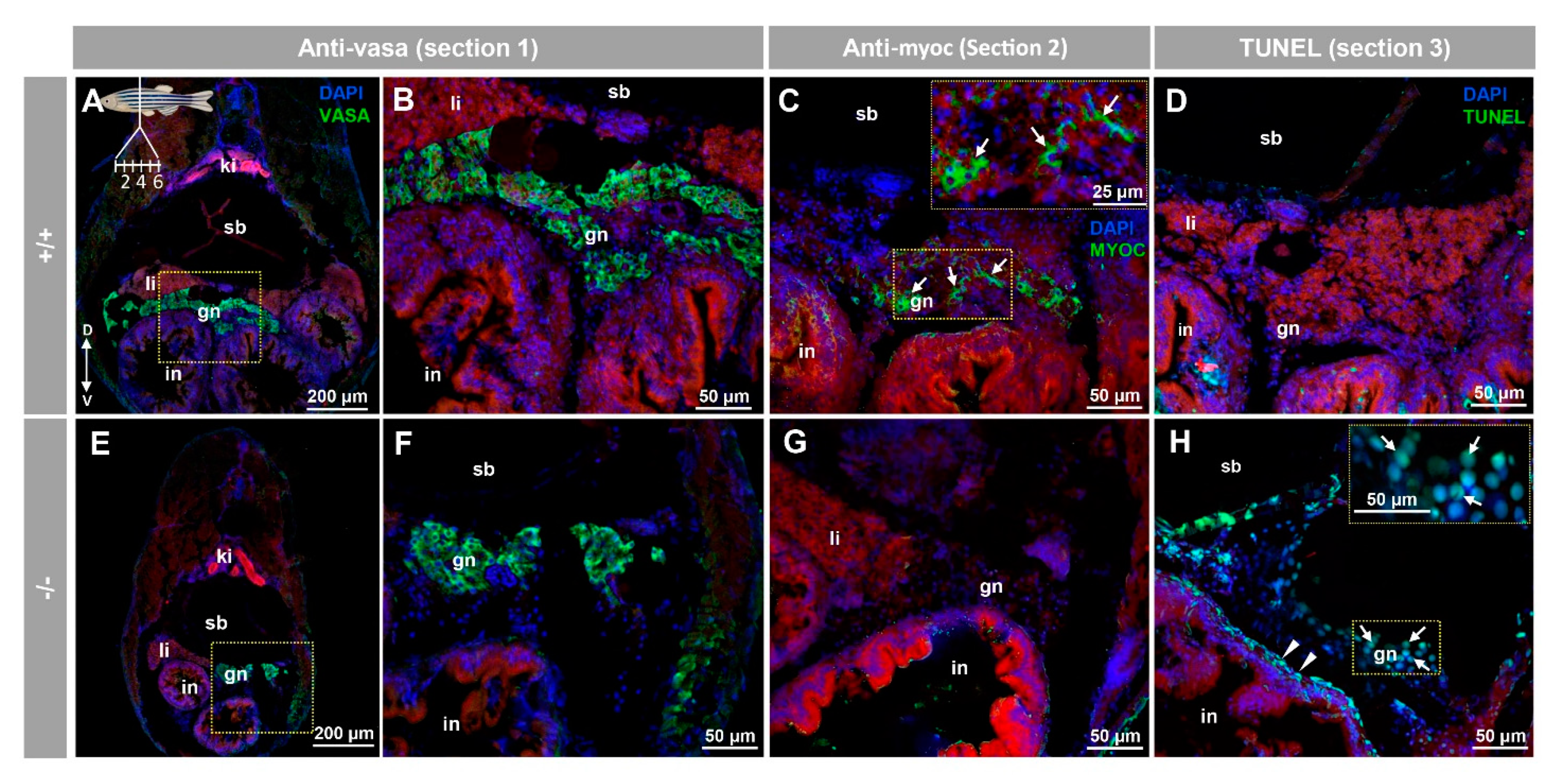Biology 10 00098 g009