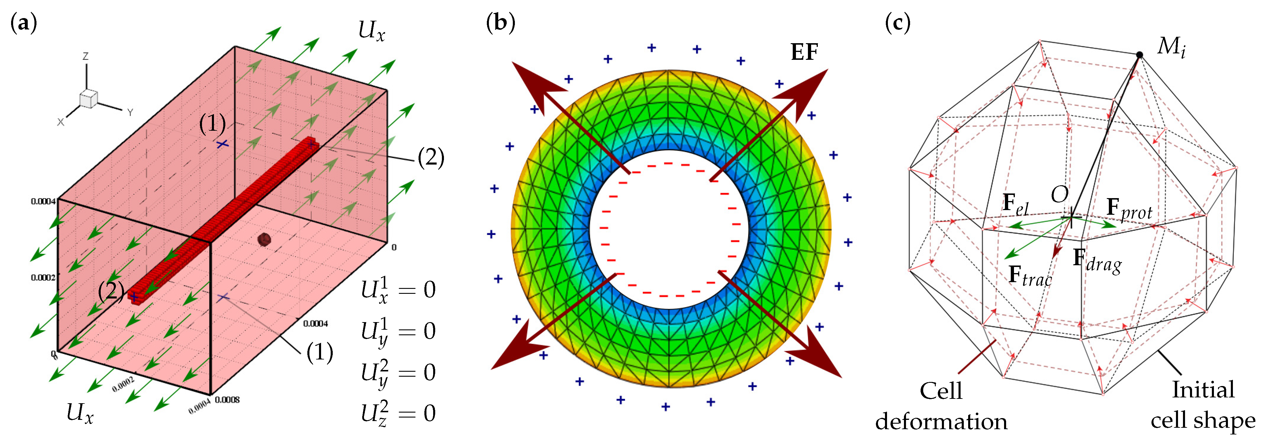 Biology 10 00135 g001