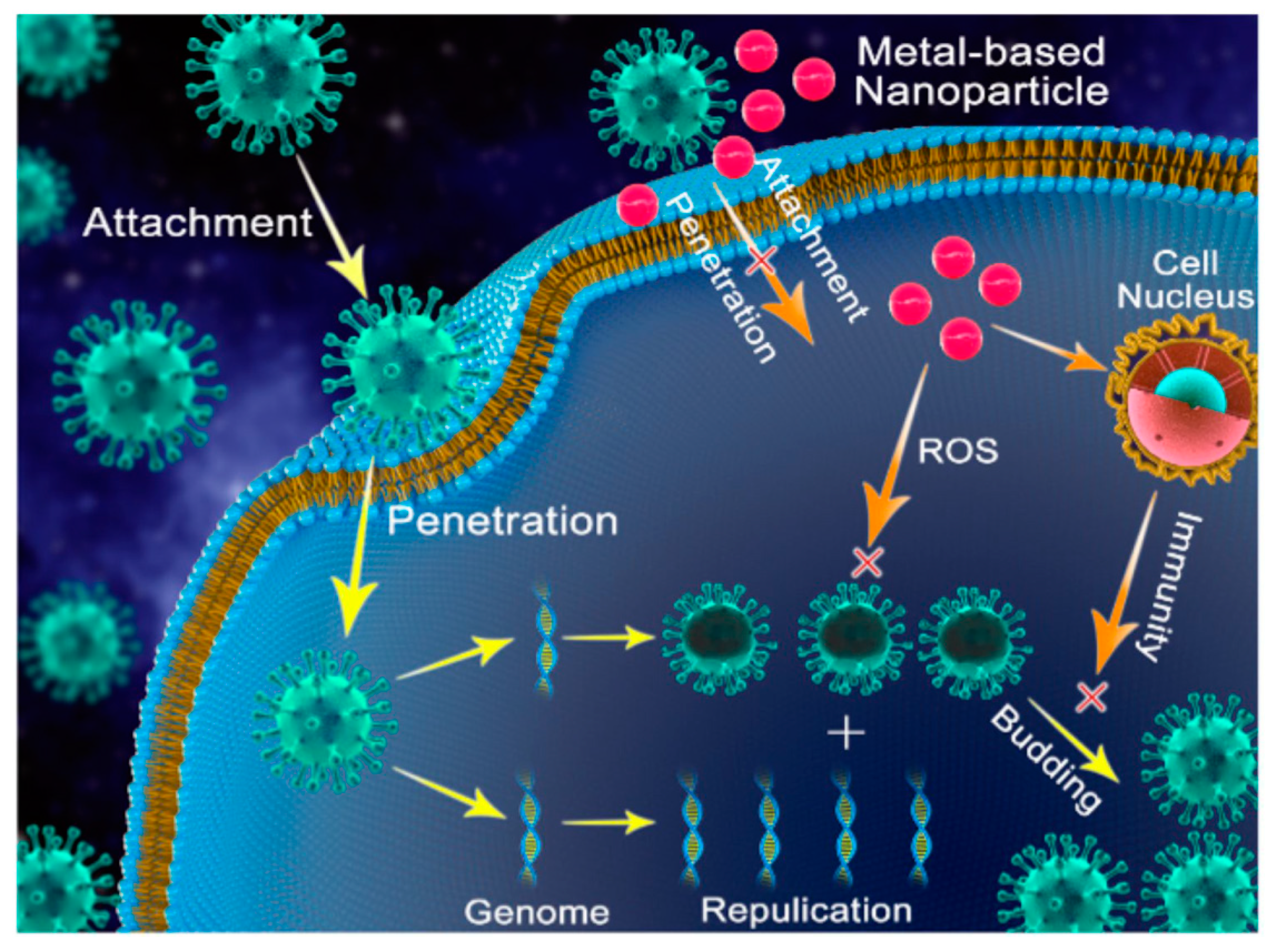 Biology 10 00137 g008