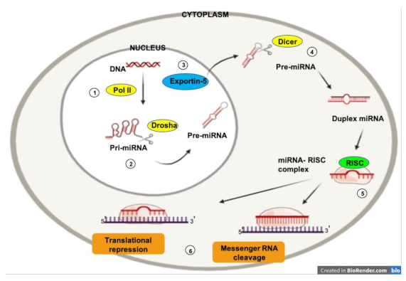 Biology 10 00146 g001 Biology 10 00146 g001