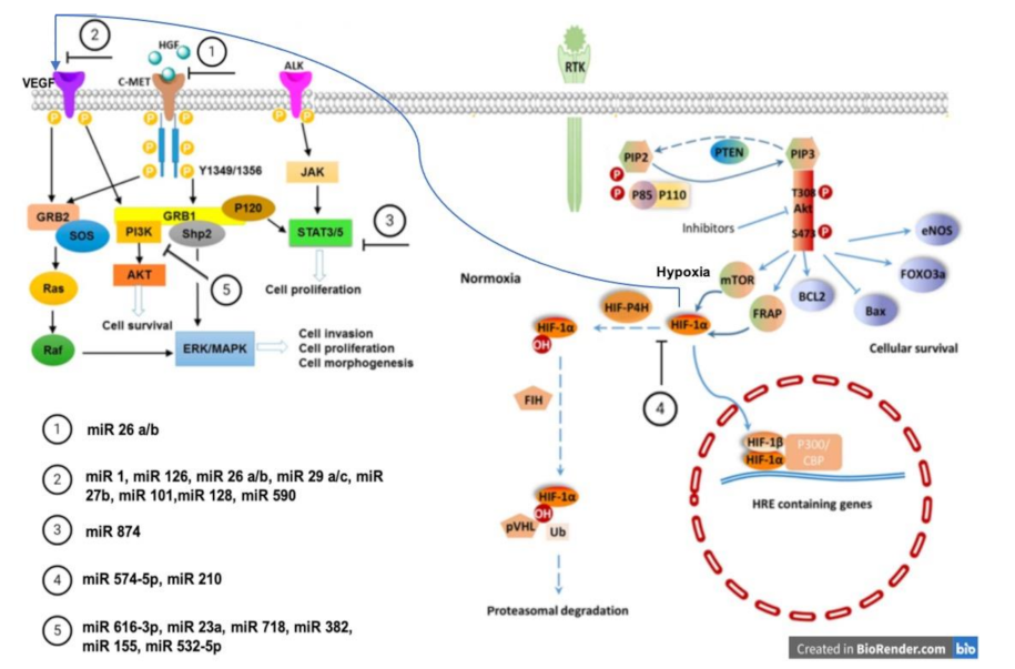 Biology 10 00146 g002 Biology 10 00146 g002