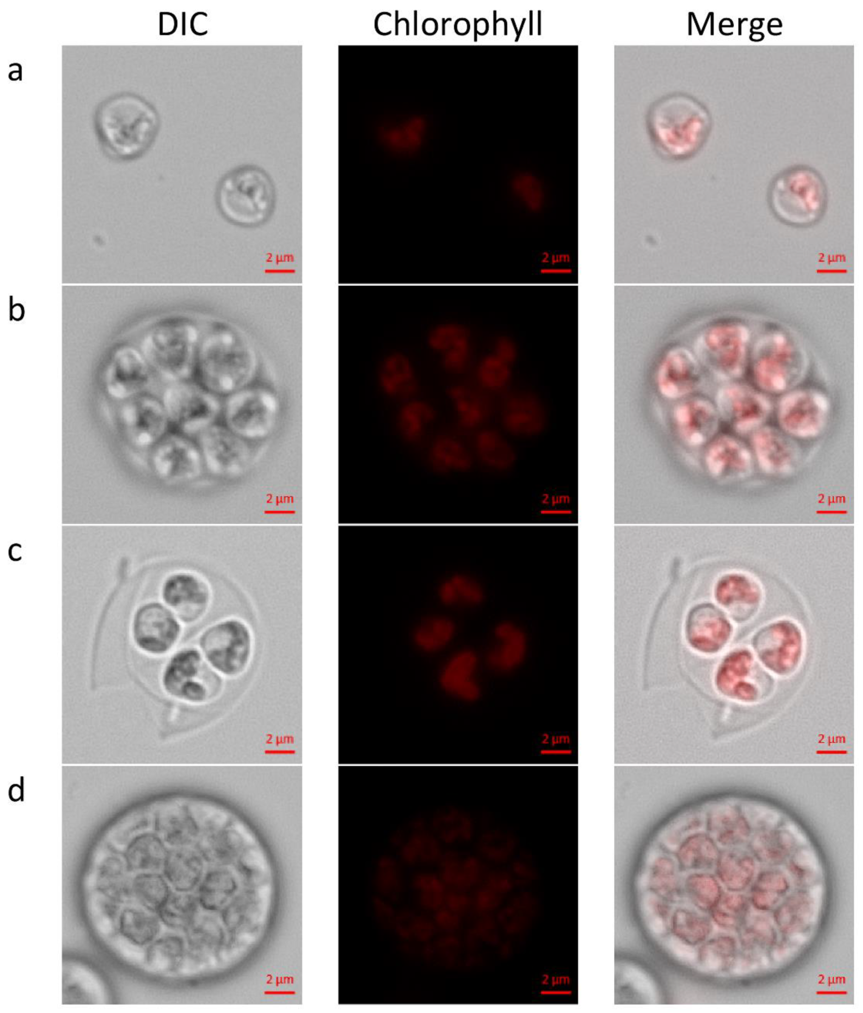 Biology 10 00157 g001