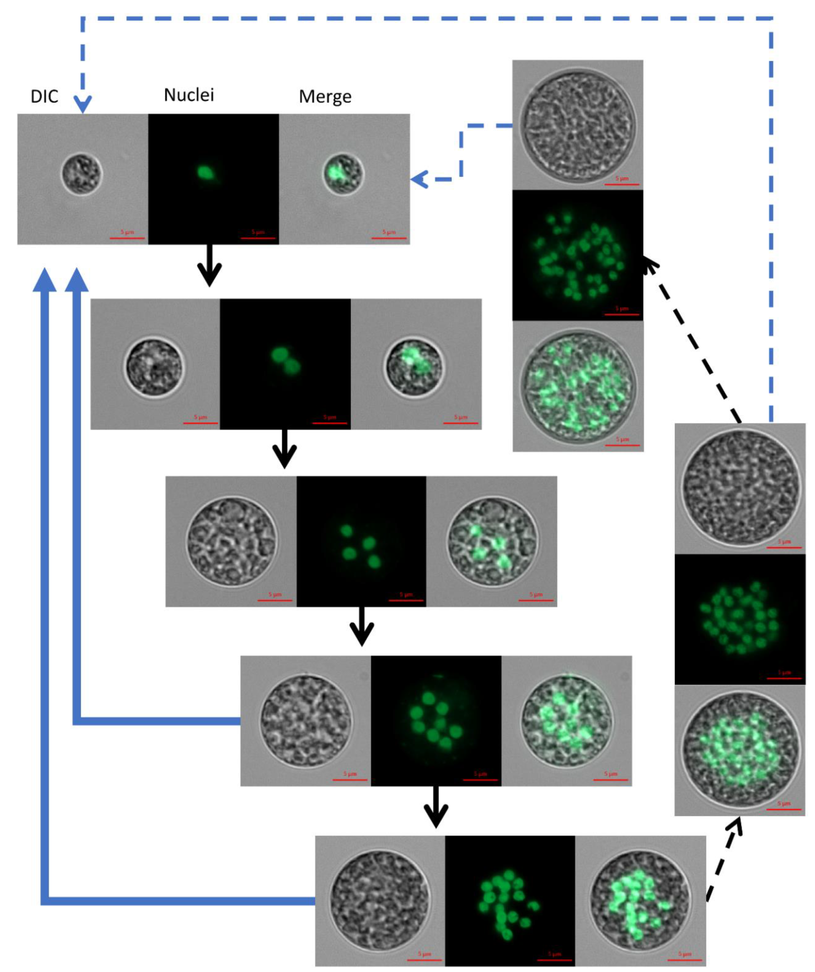 Biology 10 00157 g005