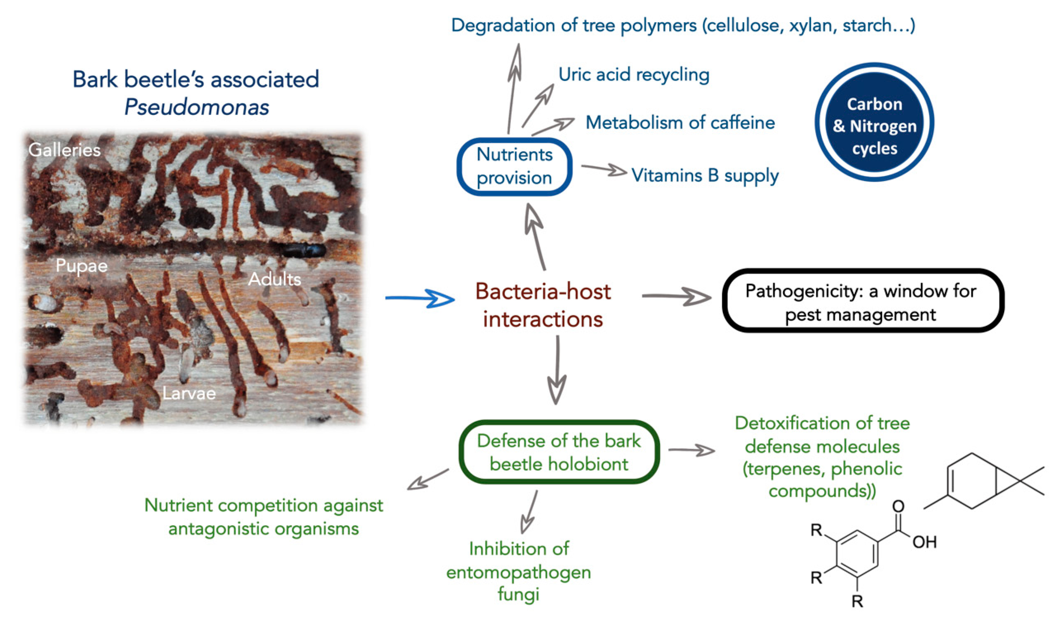 Biology 10 00164 g001 Biology 10 00164 g001