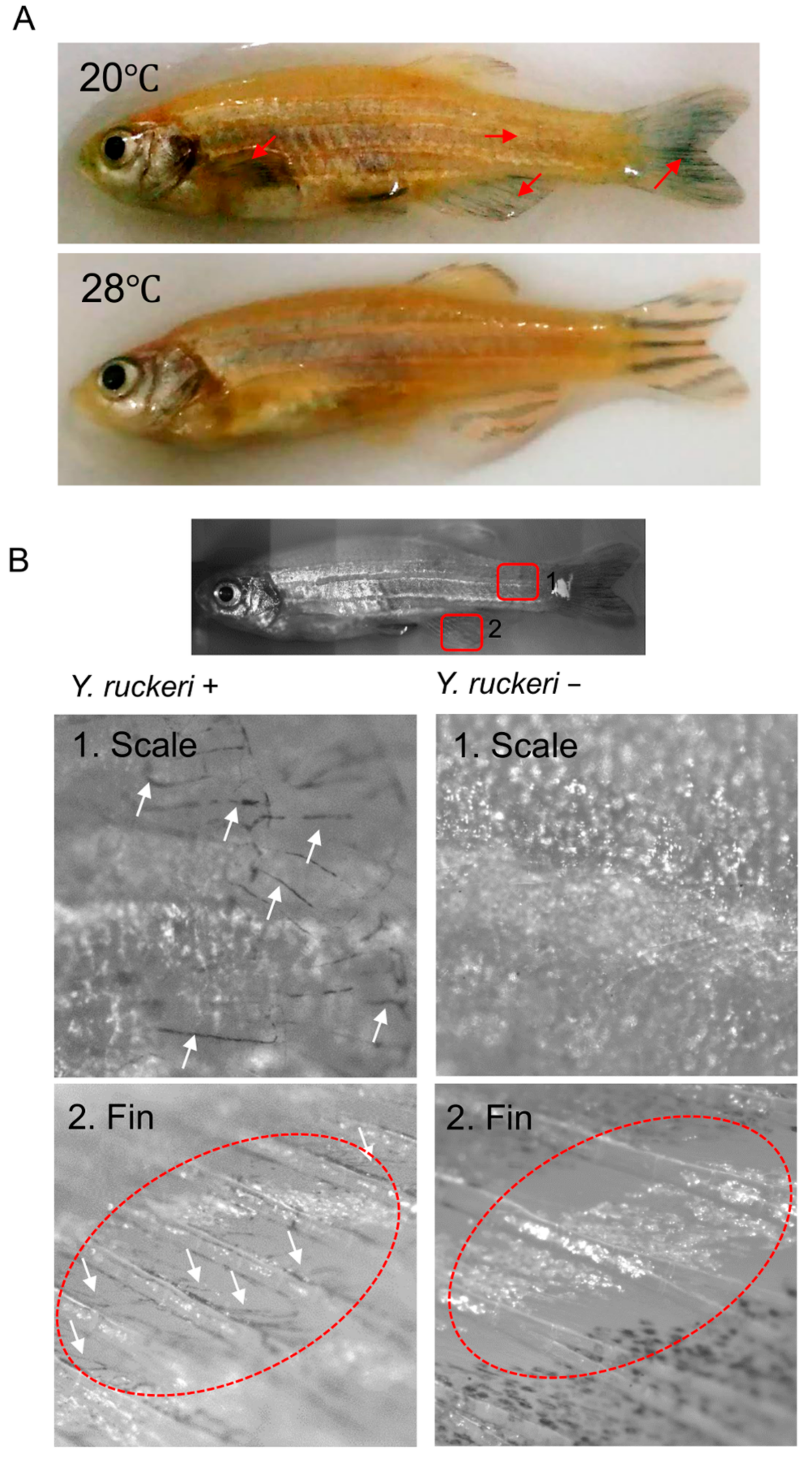 Biology 10 00166 g002