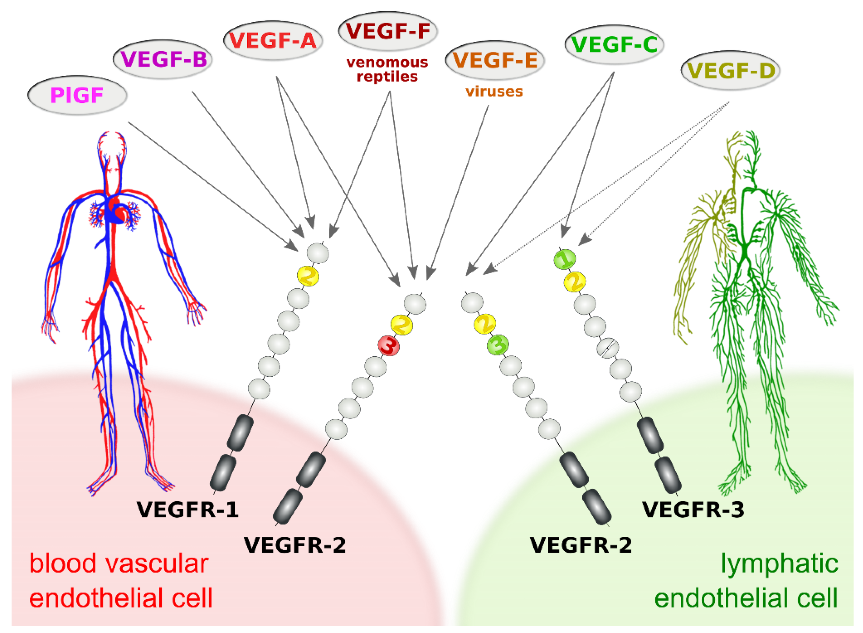 Biology 10 00167 g001