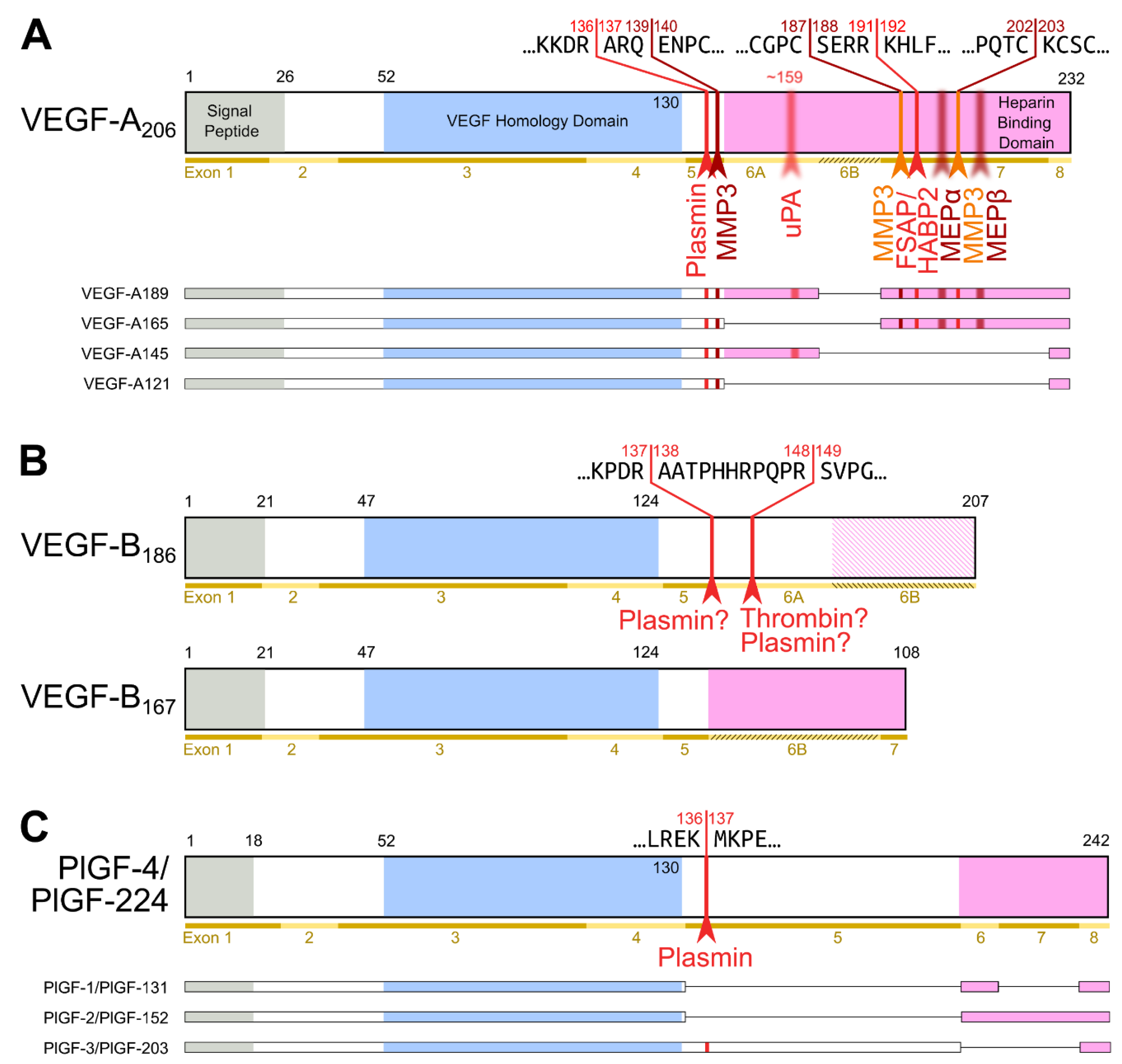 Biology 10 00167 g002