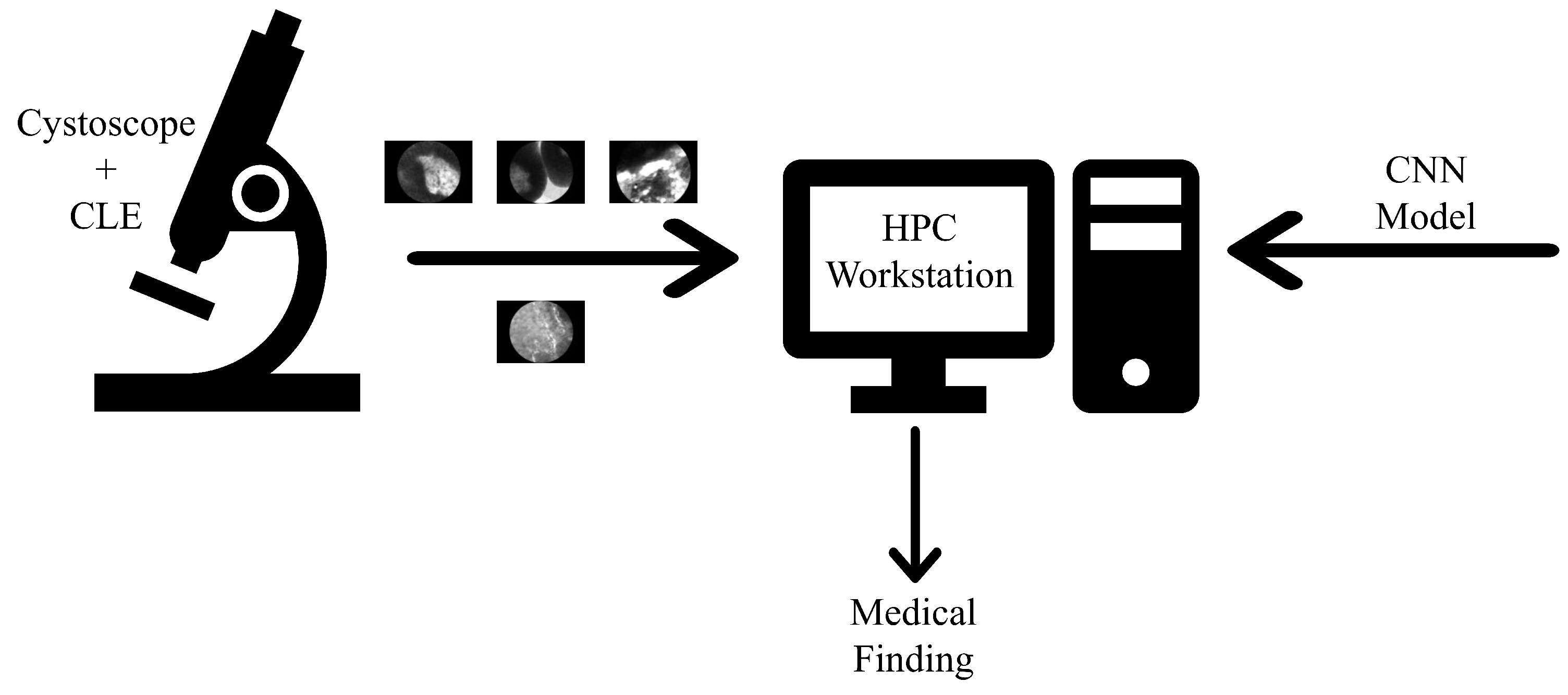 Biology 10 00175 g001