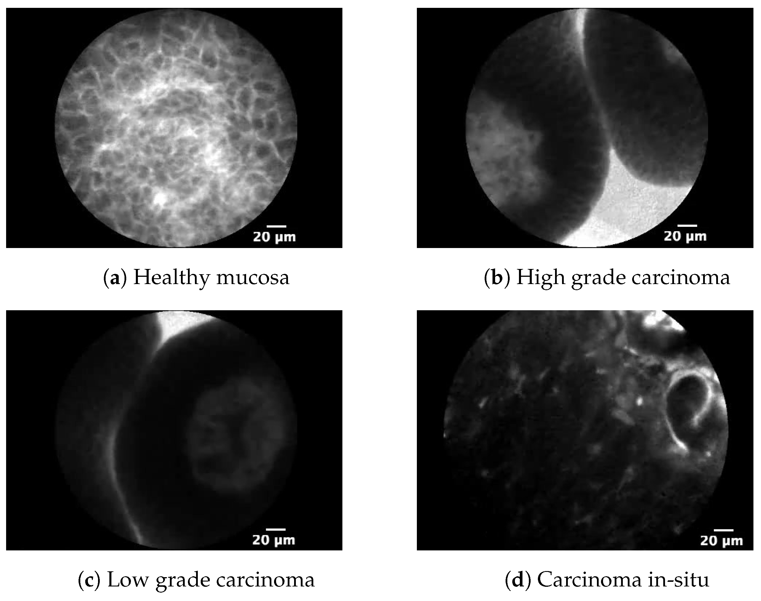 Biology 10 00175 g002
