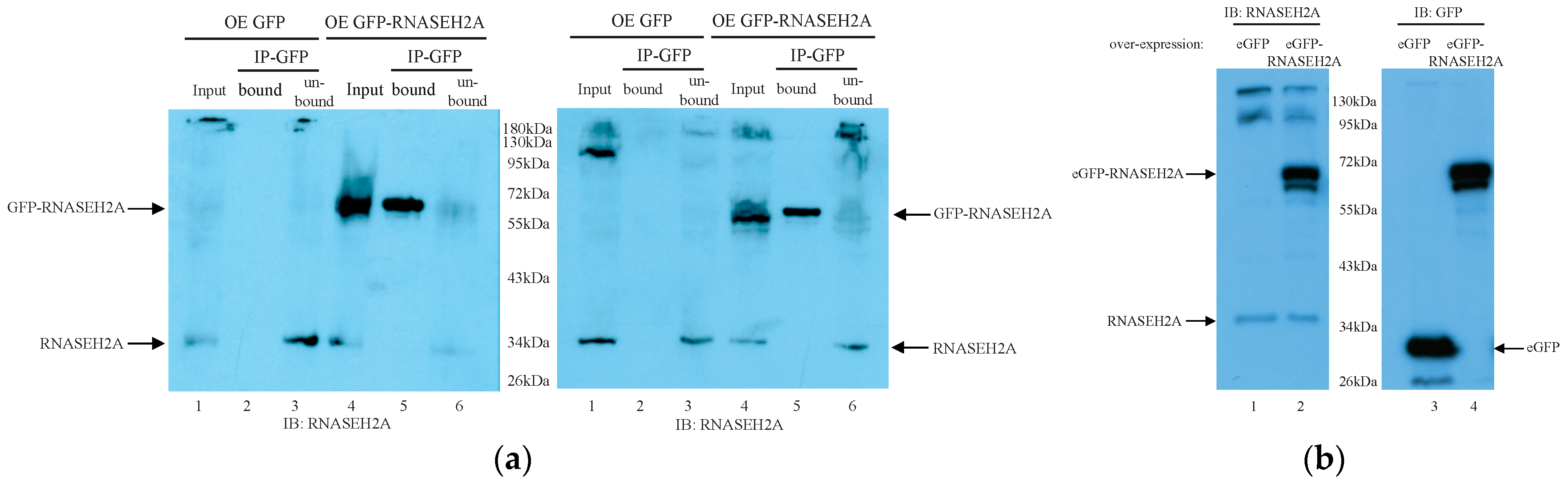 Biology 10 00221 g004