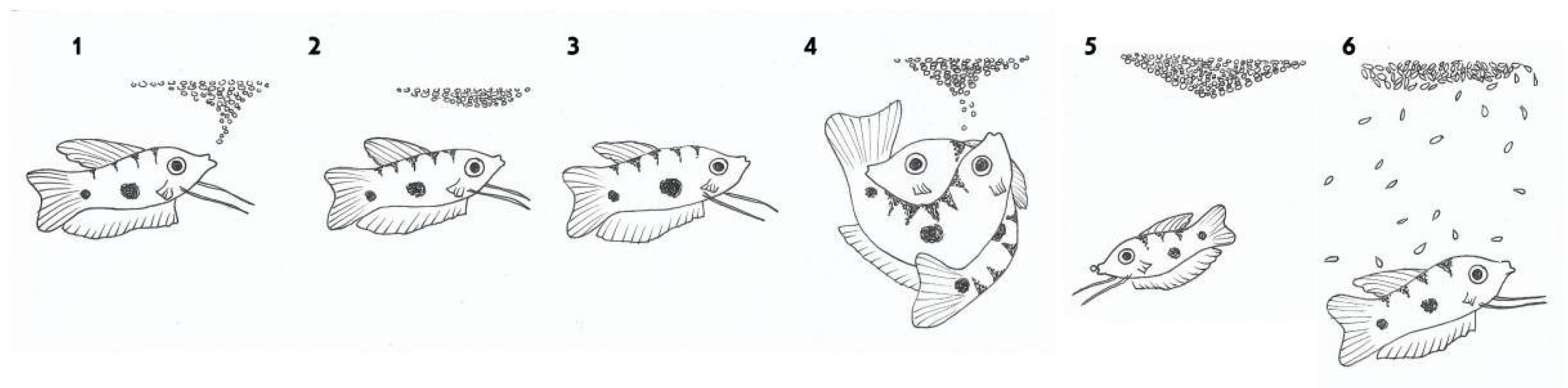 Biology 10 00228 g003