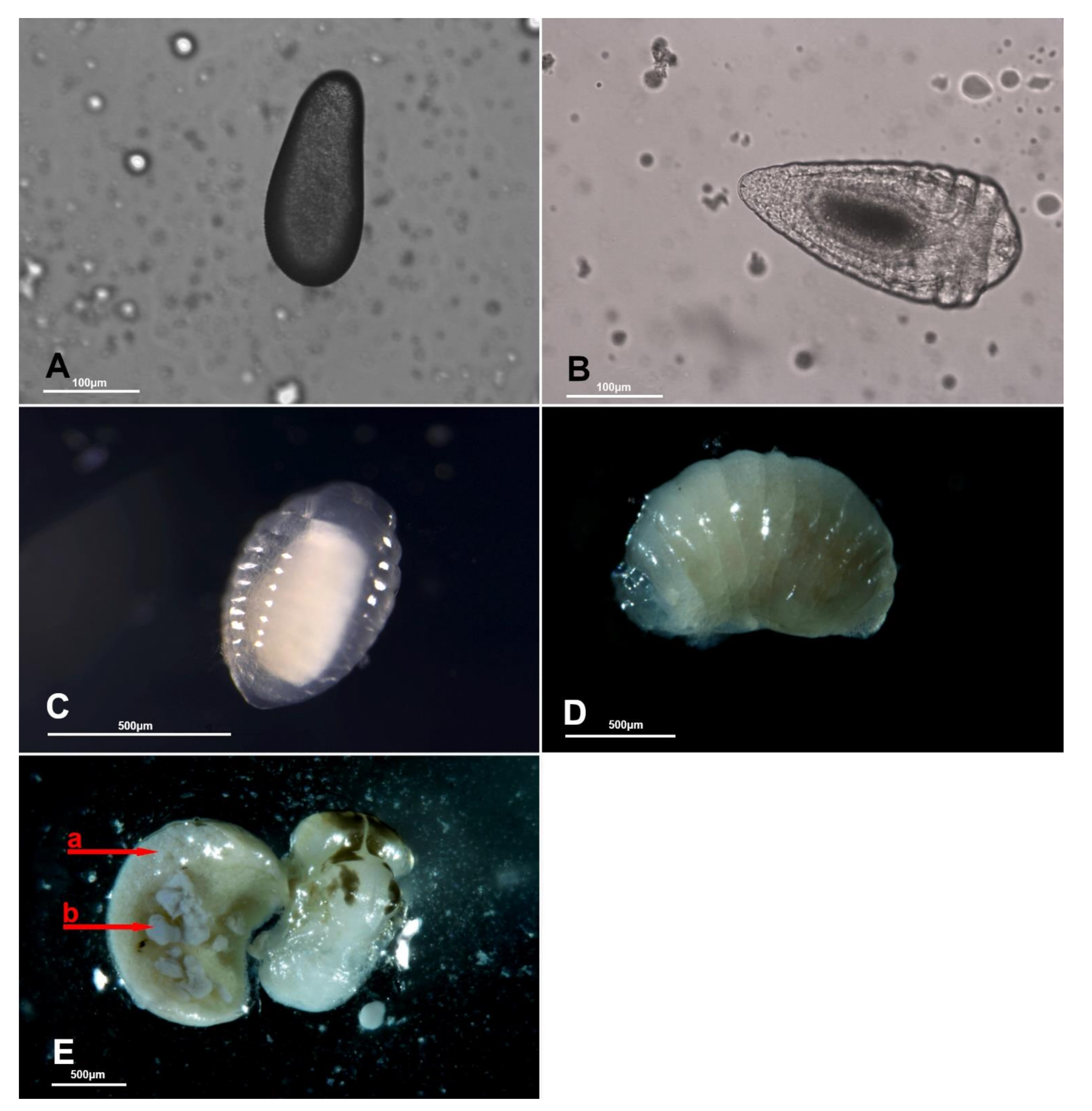Biology 10 00229 g004