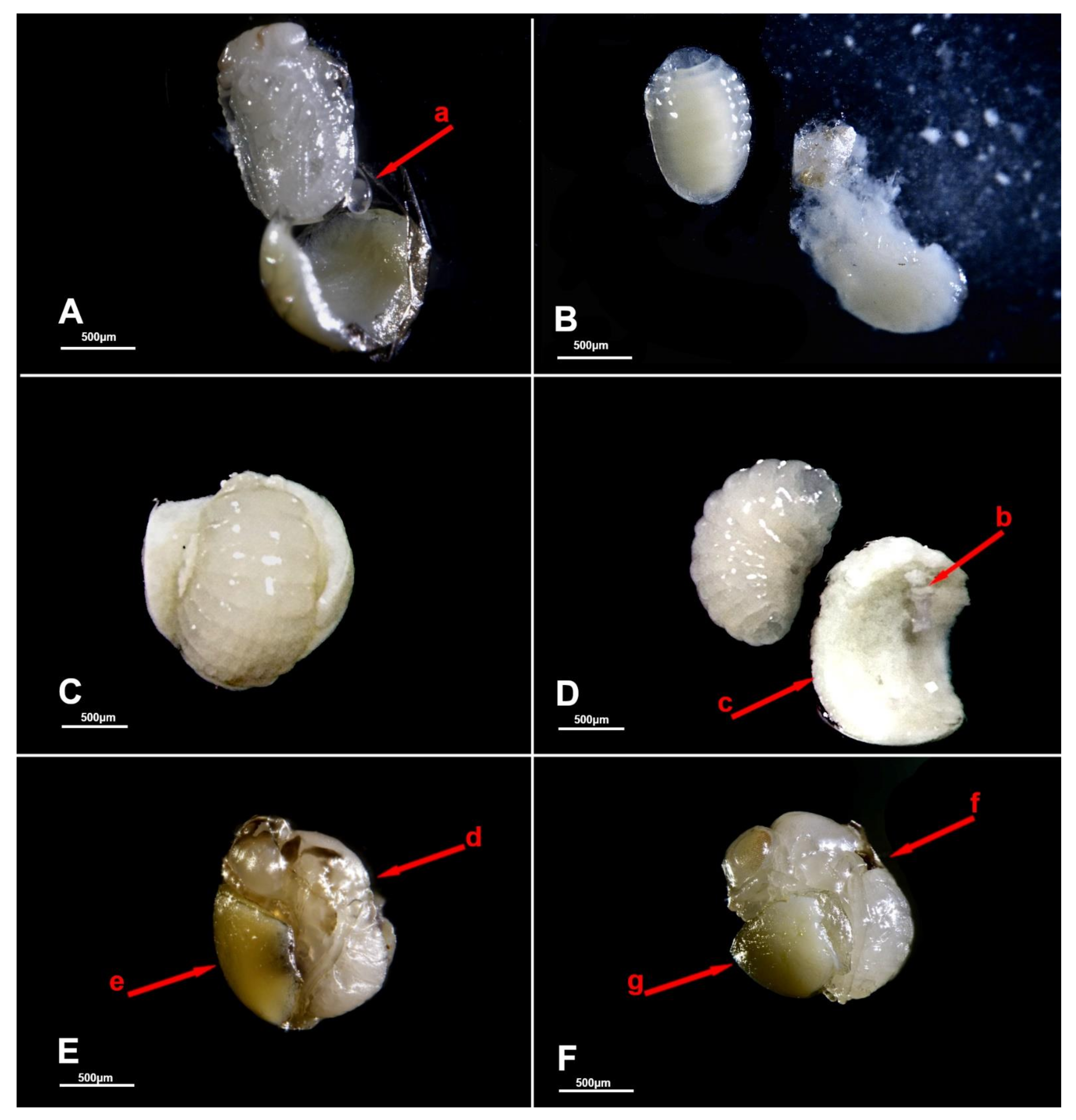 Biology 10 00229 g005