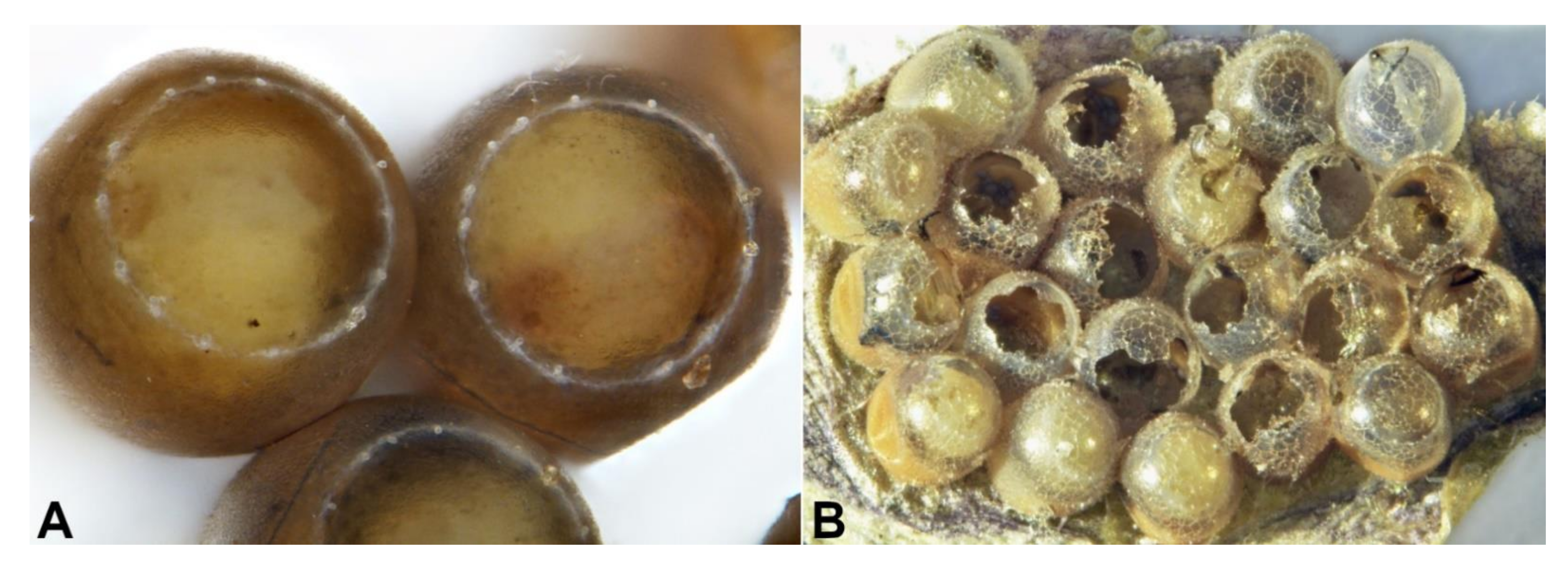 Biology 10 00229 g006