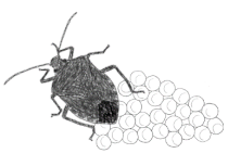 Biology 10 00229 i001