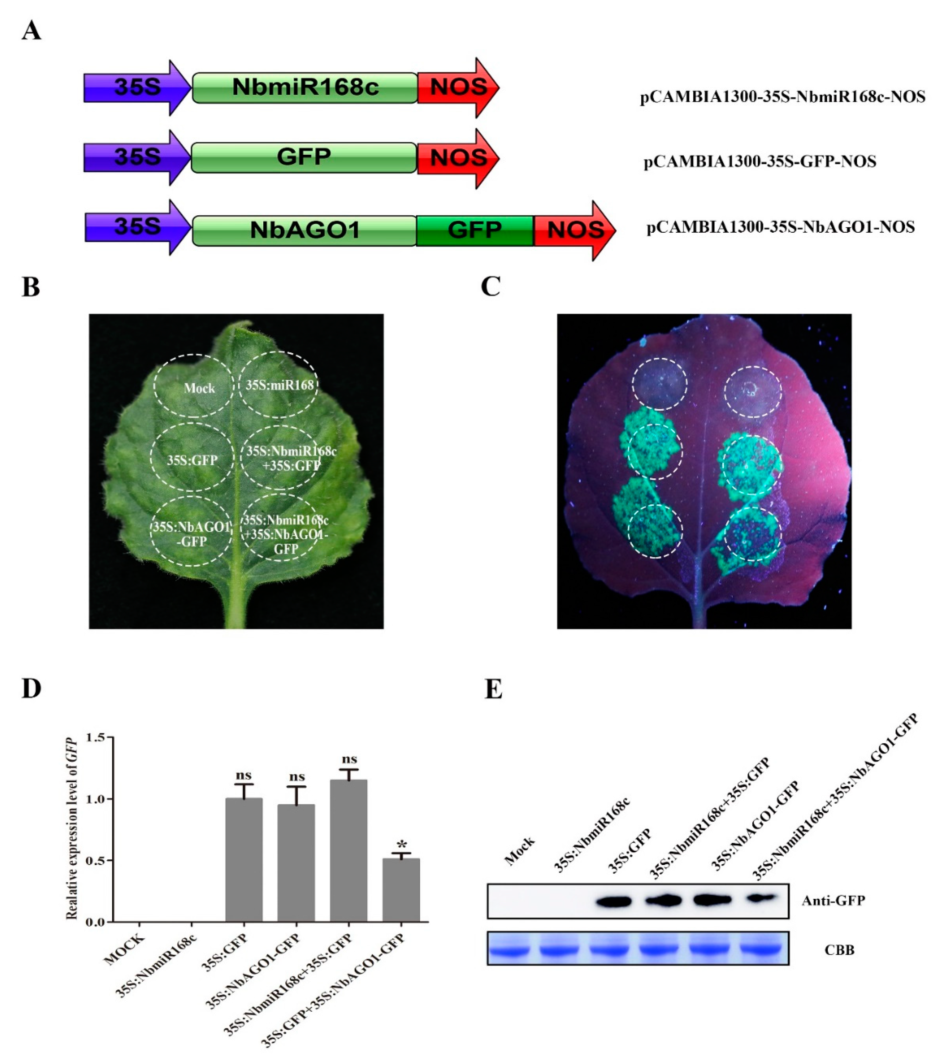 Biology 10 00232 g006