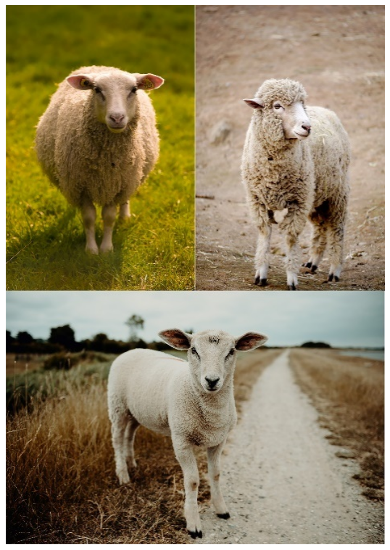 Biology 10 00249 g002