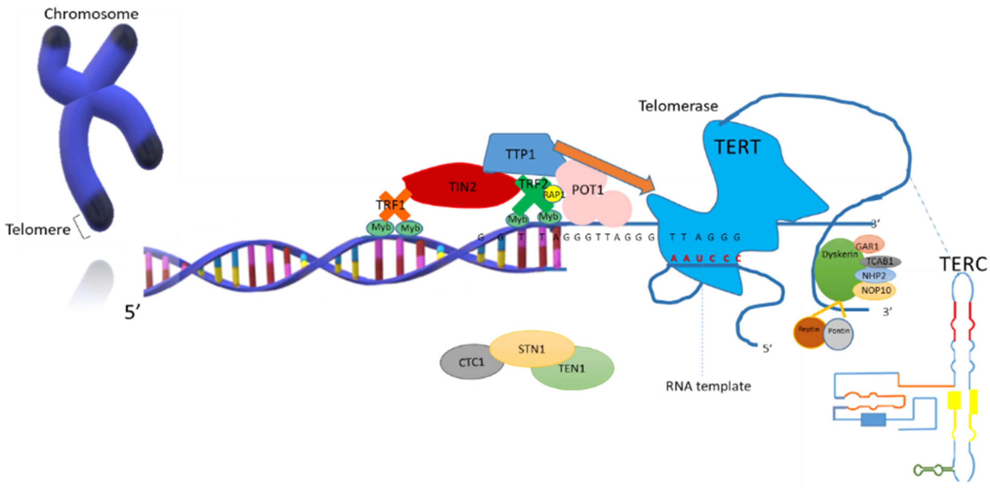 Biology 10 00253 g002