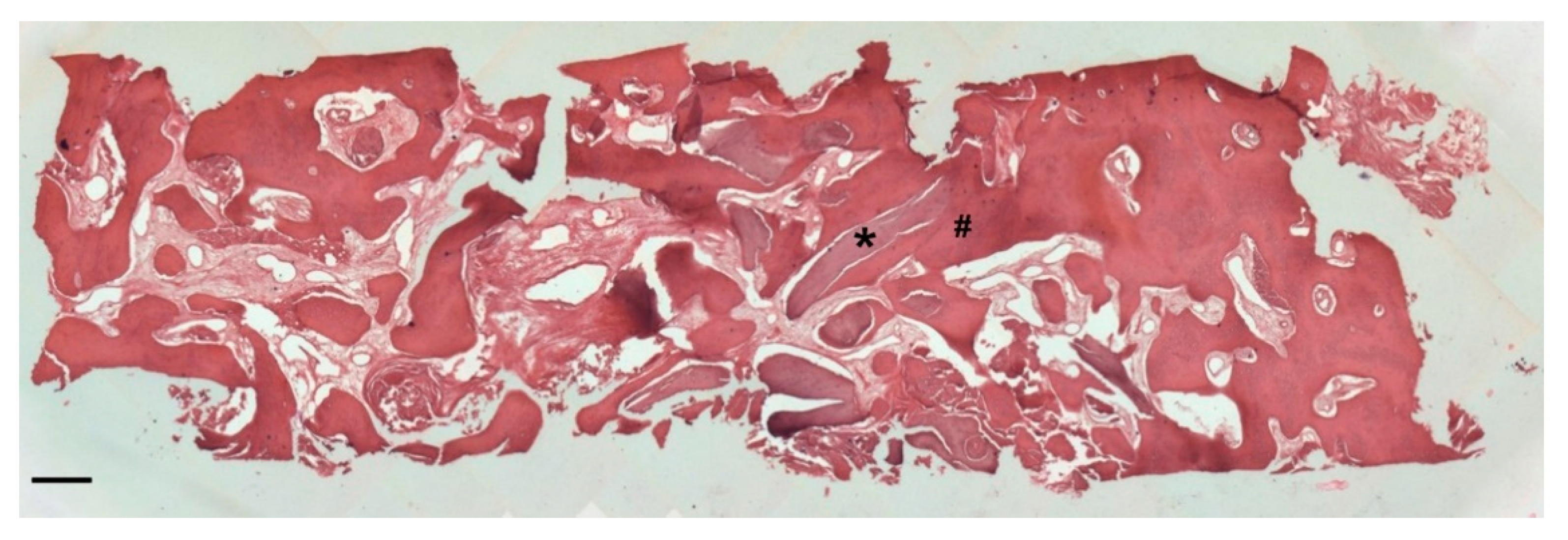 Biology 10 00262 g011