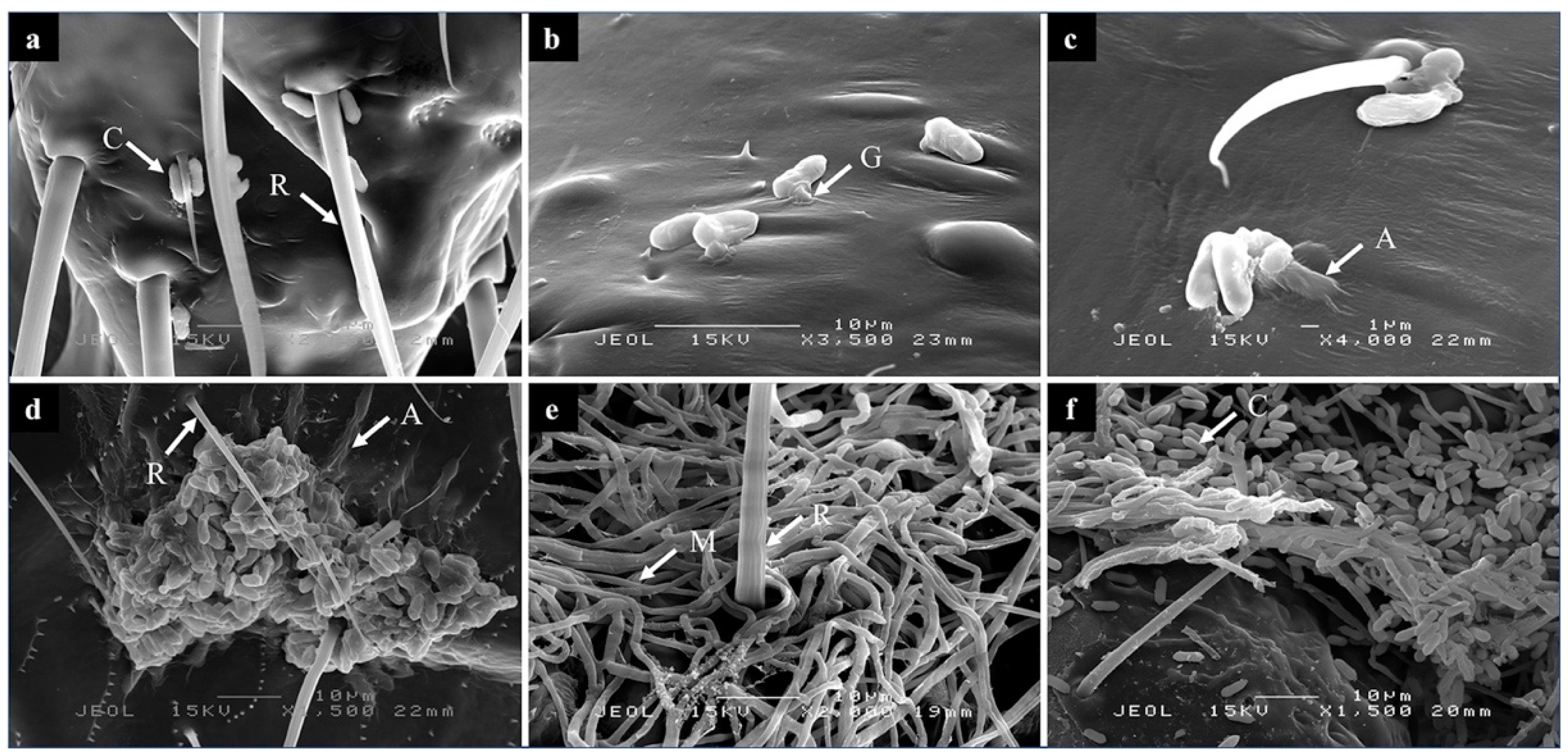 Biology 10 00263 g001