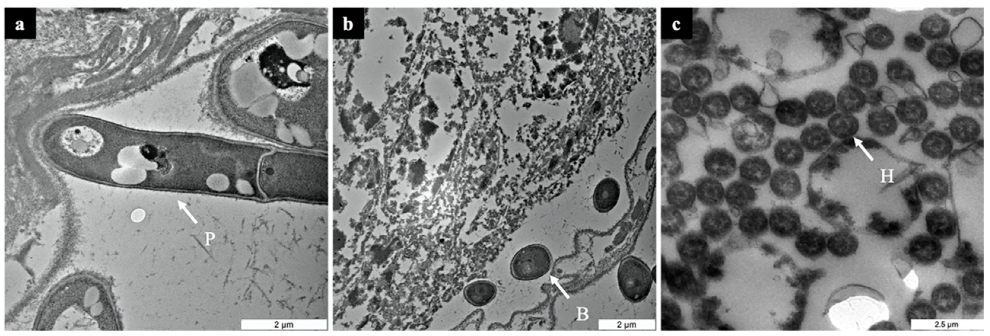 Biology 10 00263 g002
