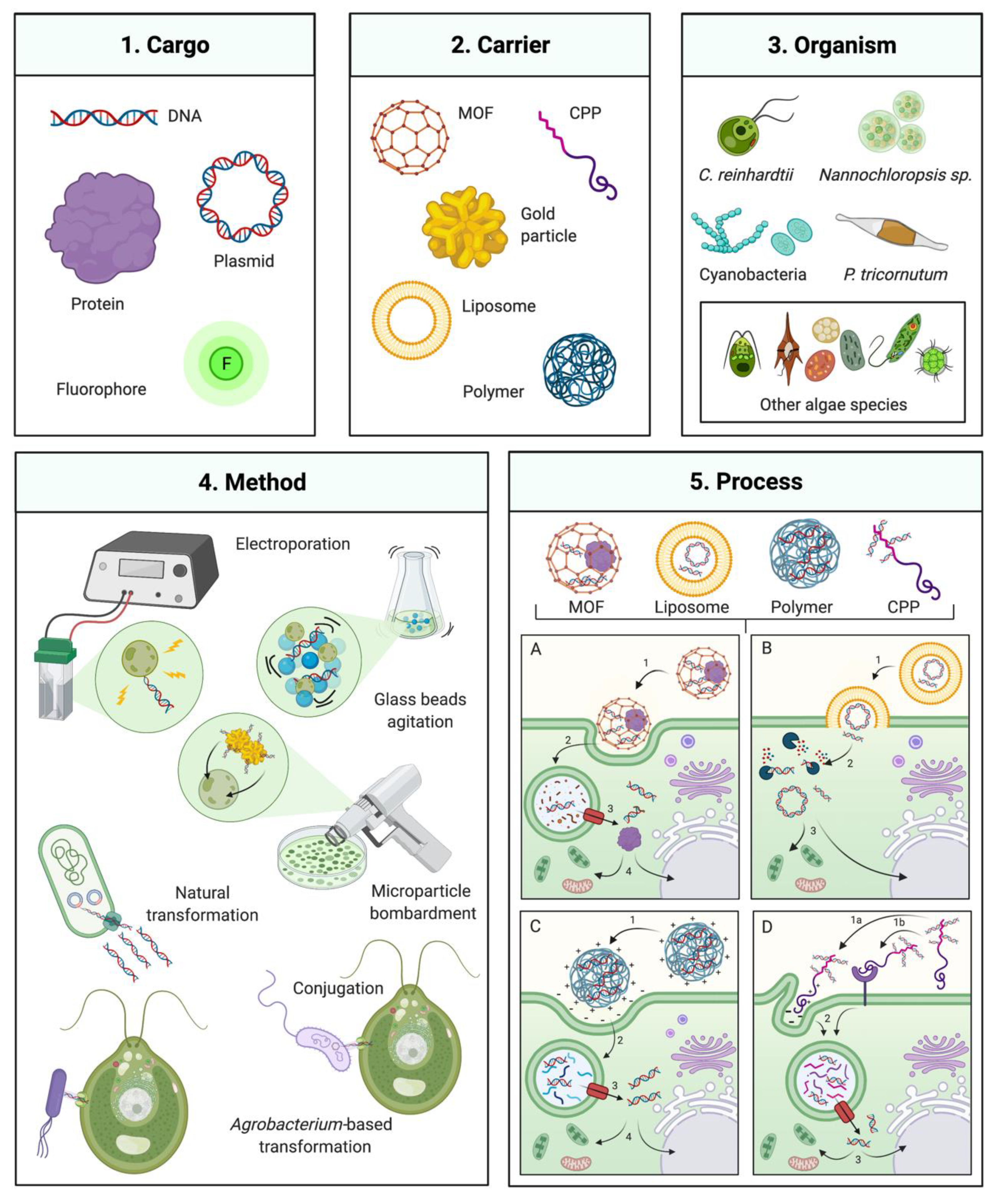 Biology 10 00265 g001