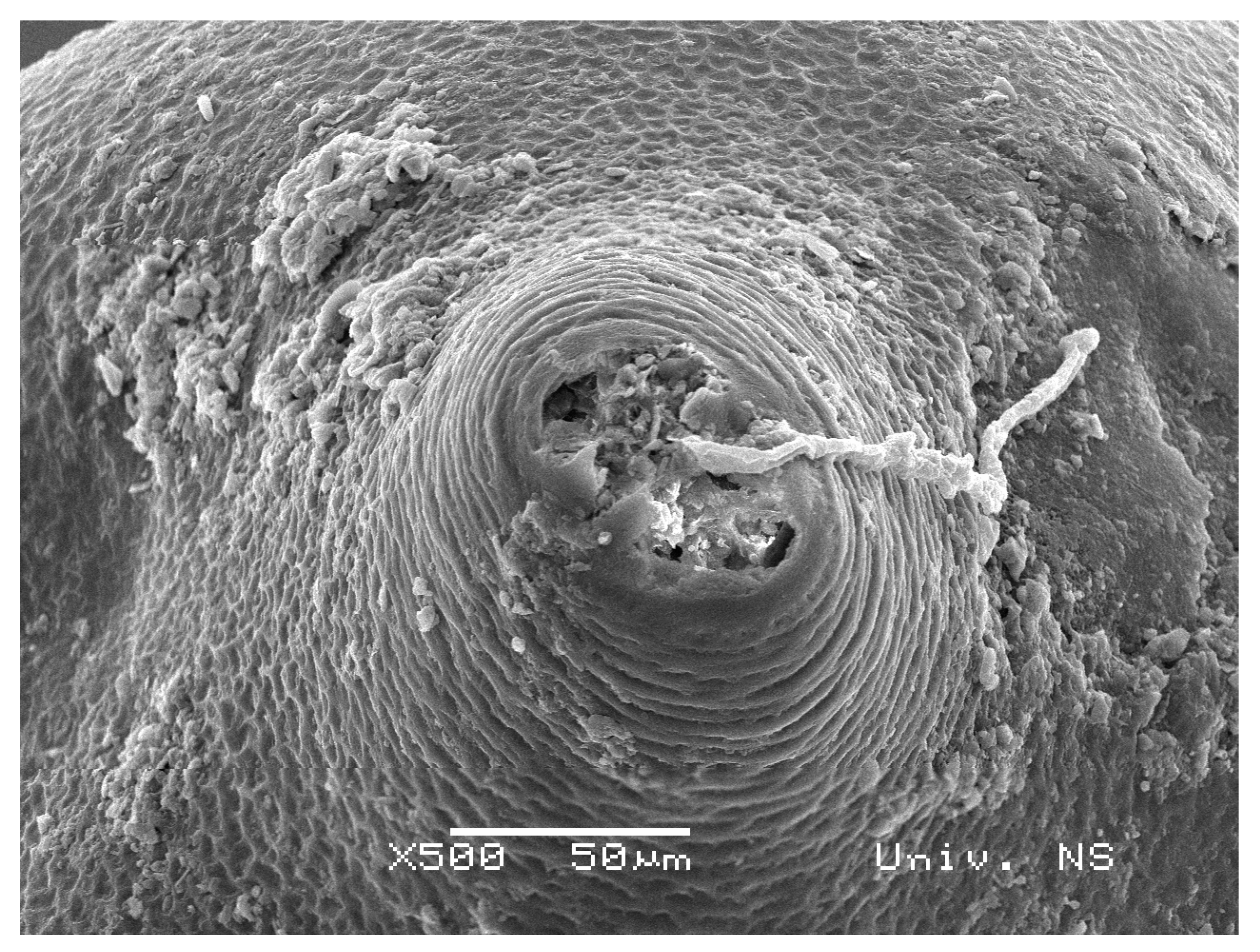 Biology 10 00283 g002