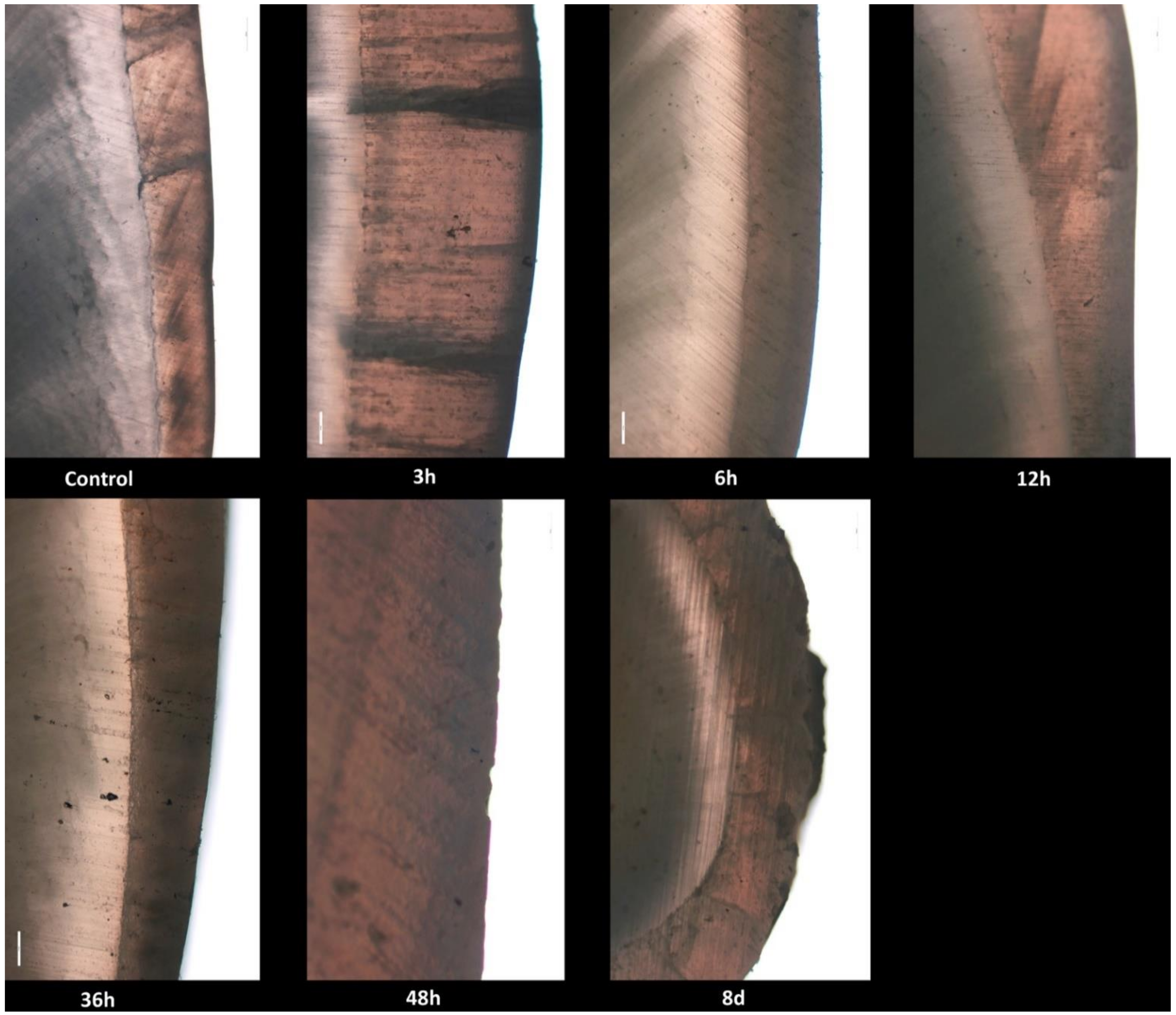 Biology 10 00284 g001