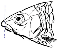 Biology 10 00286 i004