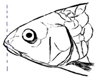 Biology 10 00286 i013