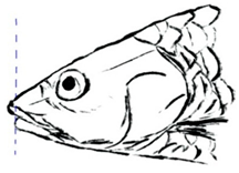 Biology 10 00286 i019