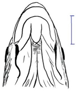 Biology 10 00286 i023