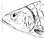 Biology 10 00286 i031