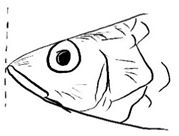 Biology 10 00286 i034