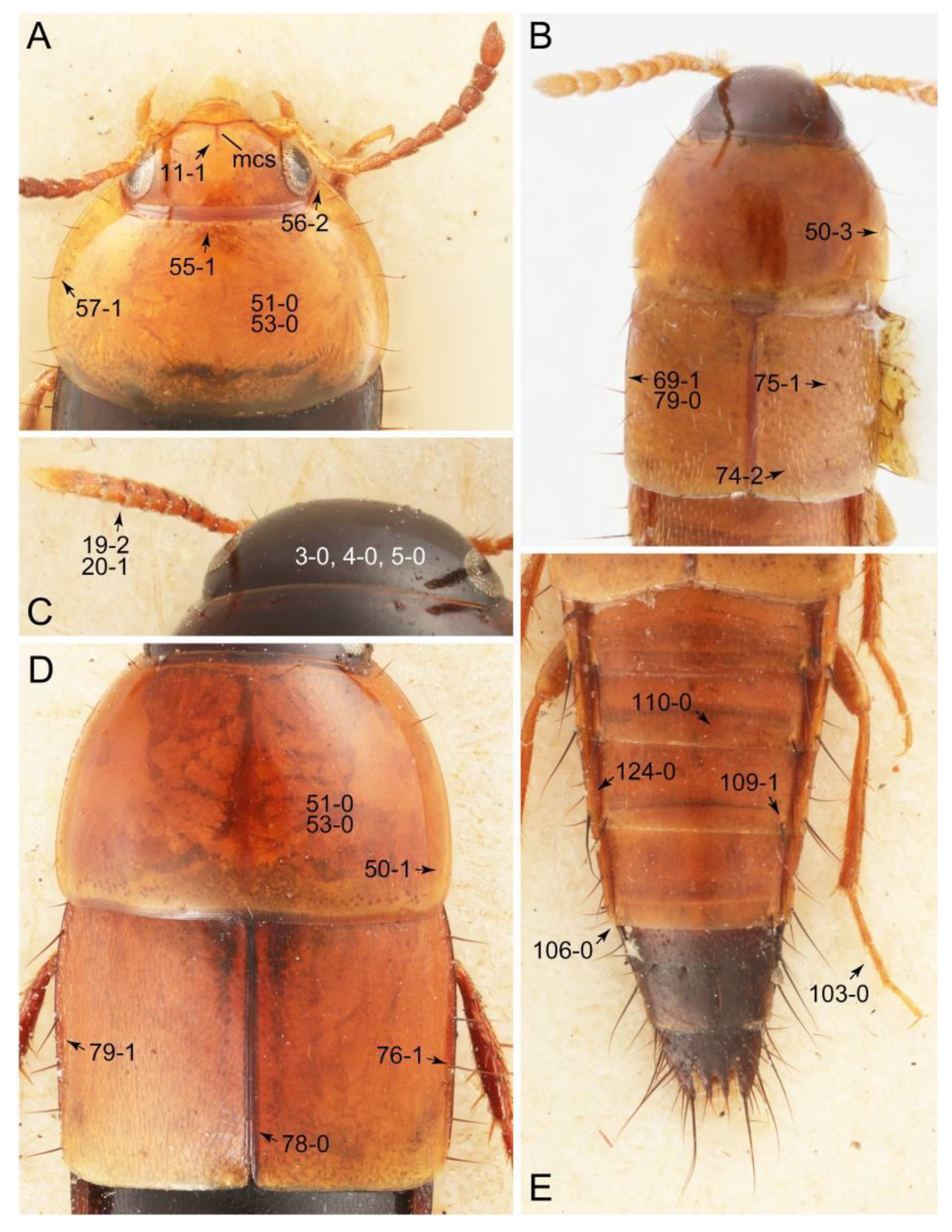 Biology 10 00323 g007 Biology 10 00323 g007