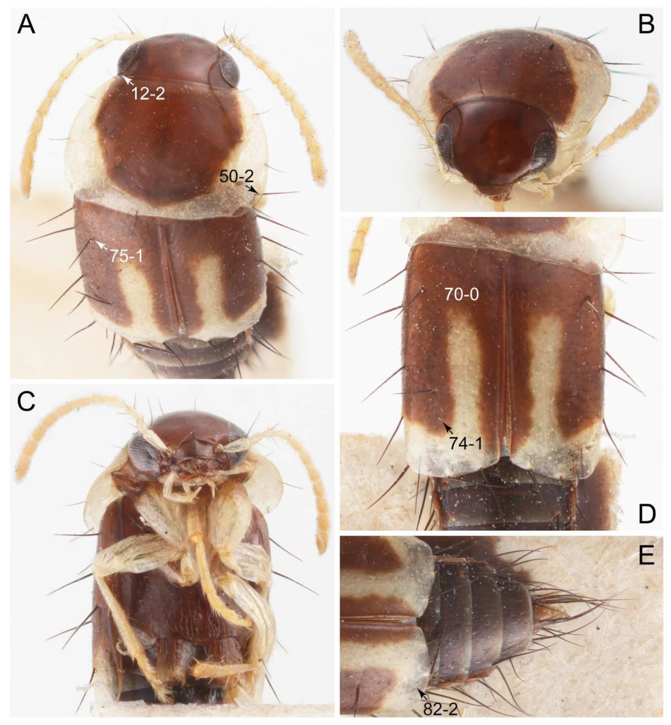 Biology 10 00323 g008 Biology 10 00323 g008