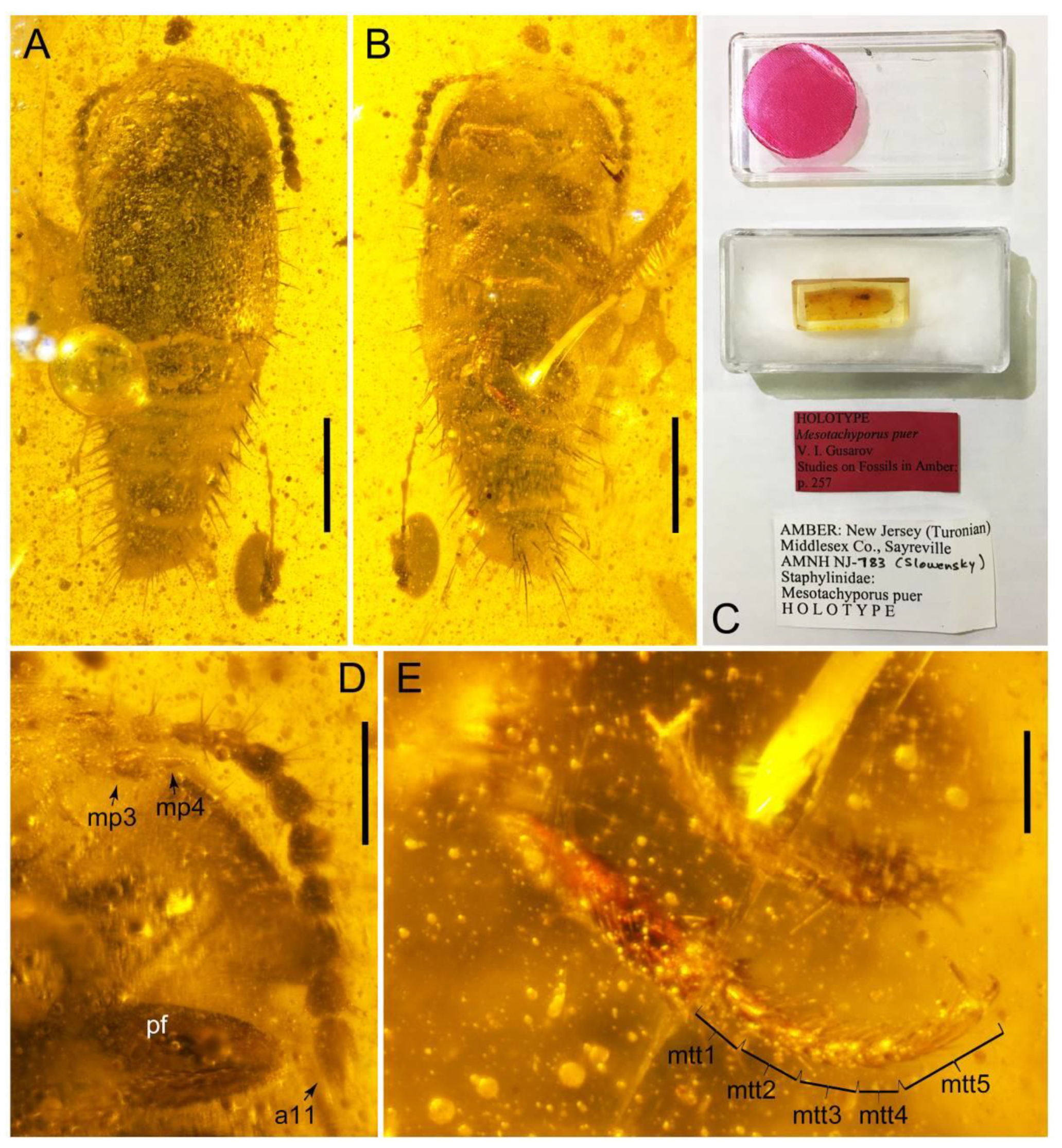 Biology 10 00323 g013 Biology 10 00323 g013