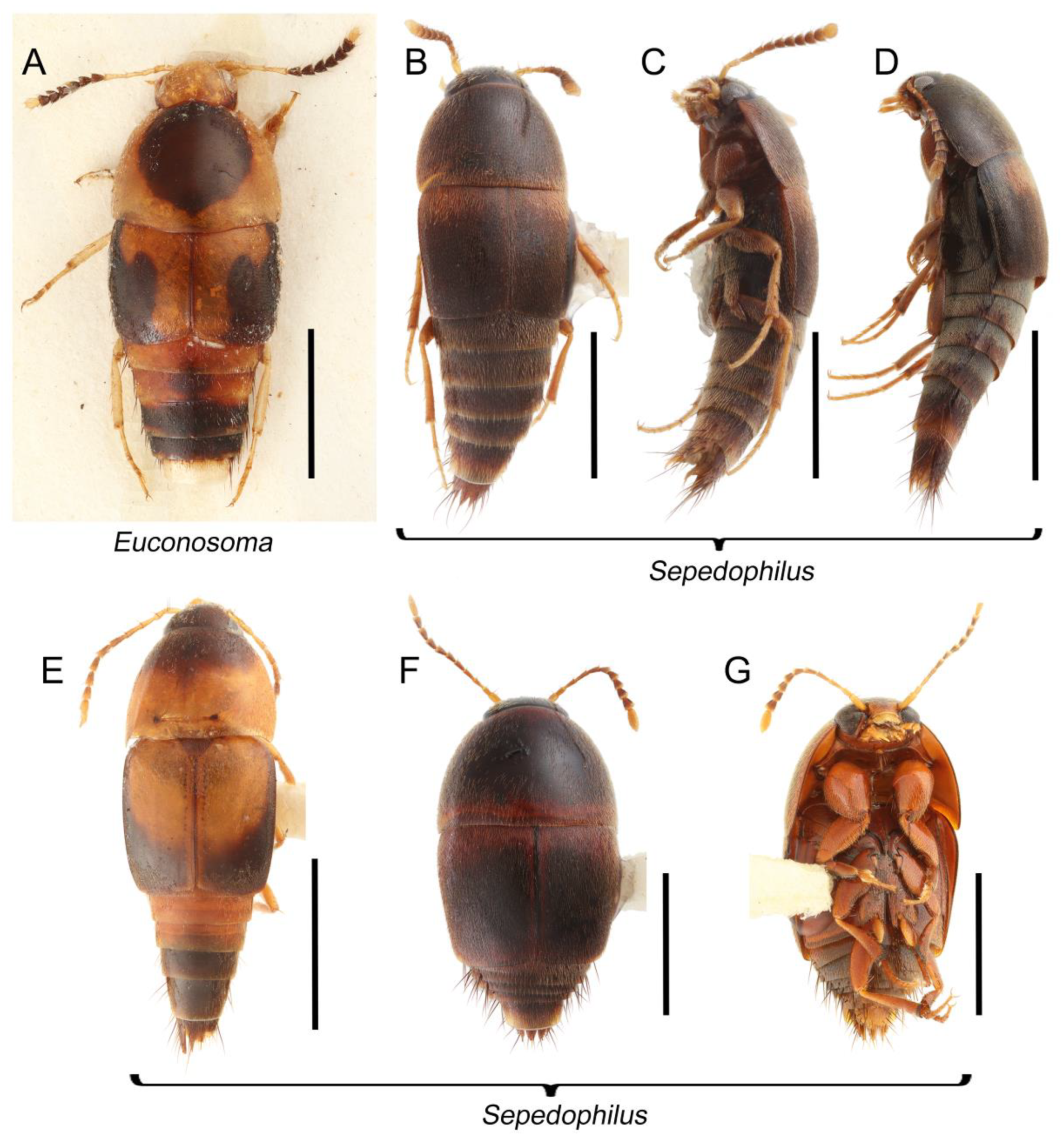 Biology 10 00323 g014 Biology 10 00323 g014