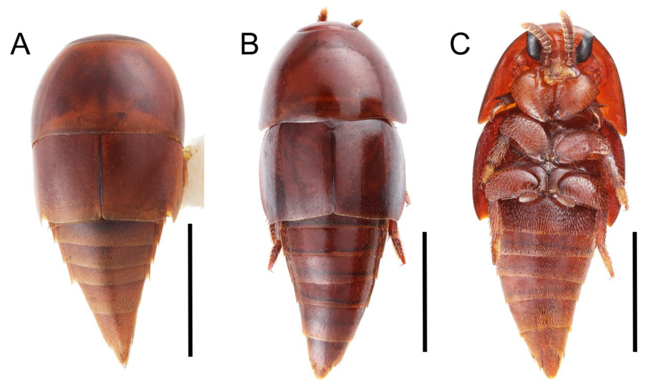 Biology 10 00323 g022 Biology 10 00323 g022