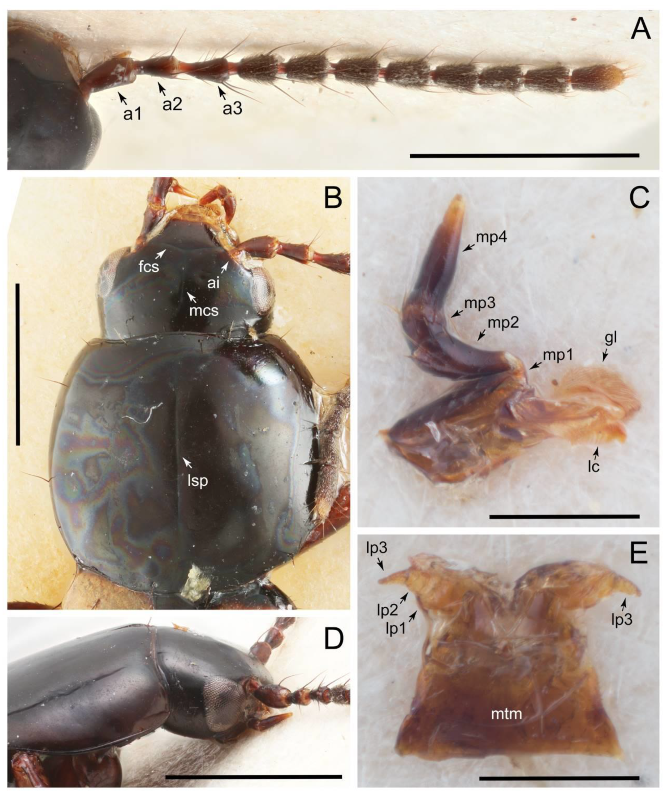 Biology 10 00323 g037 Biology 10 00323 g037
