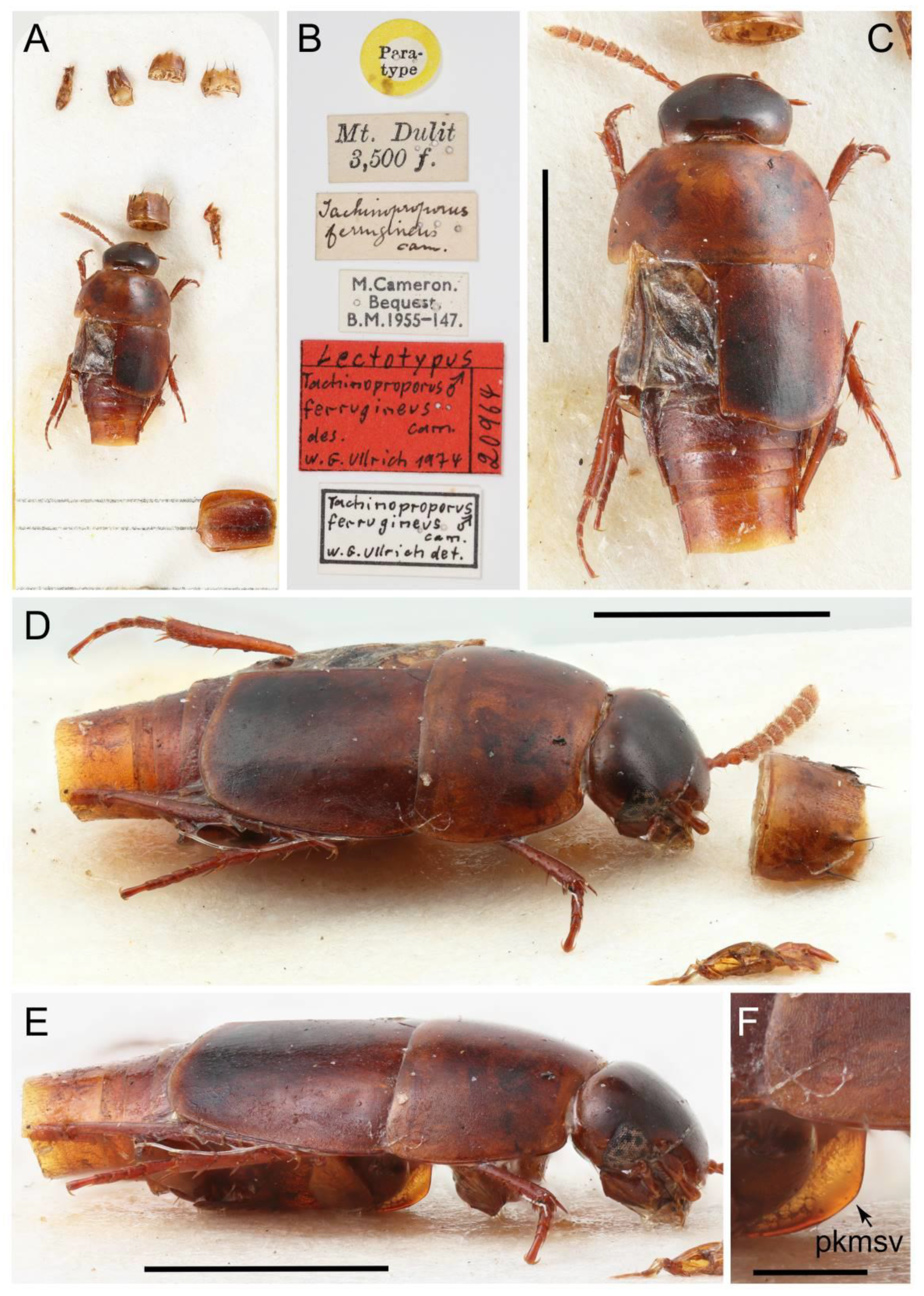 Biology 10 00323 g040 Biology 10 00323 g040