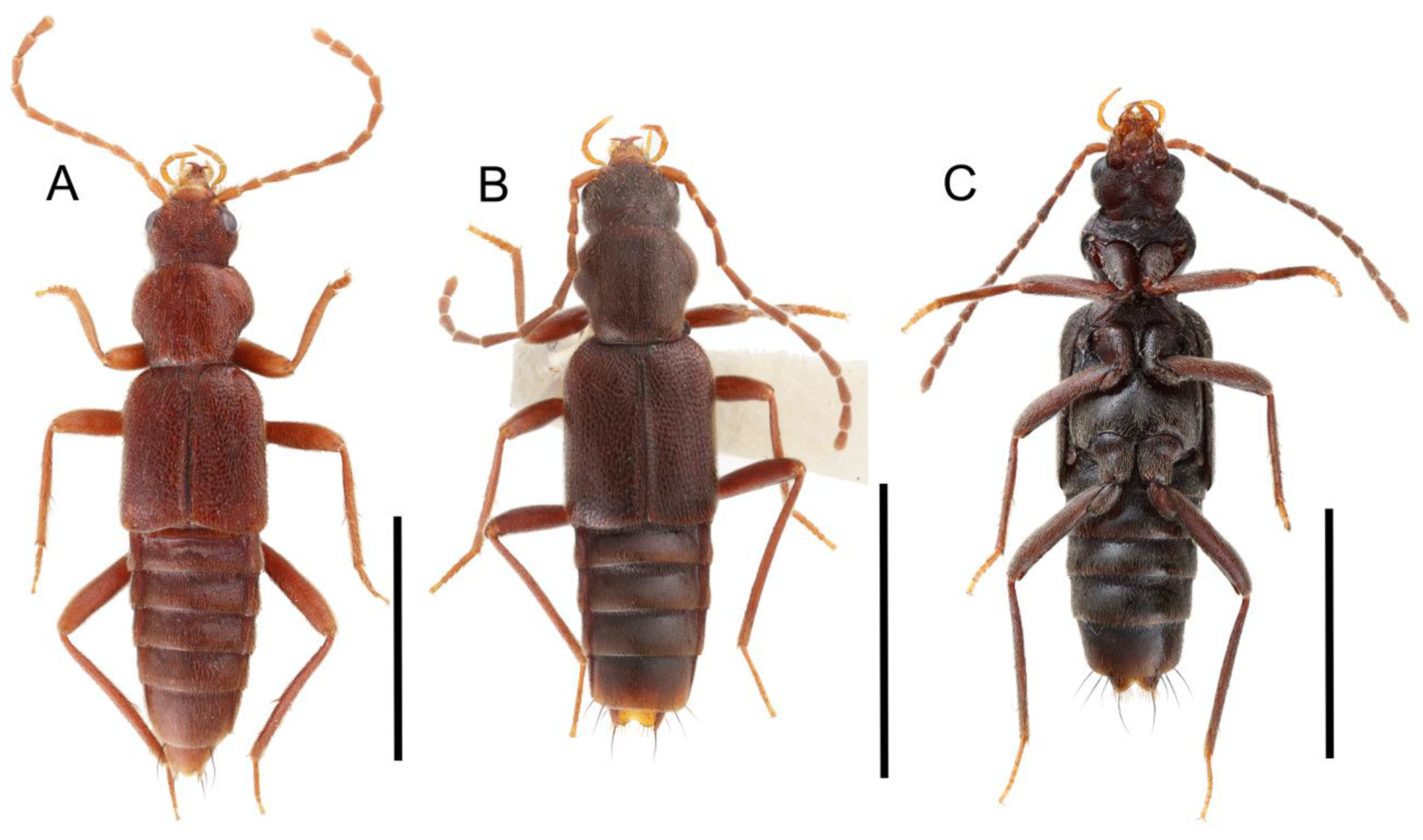 Biology 10 00323 g043 Biology 10 00323 g043