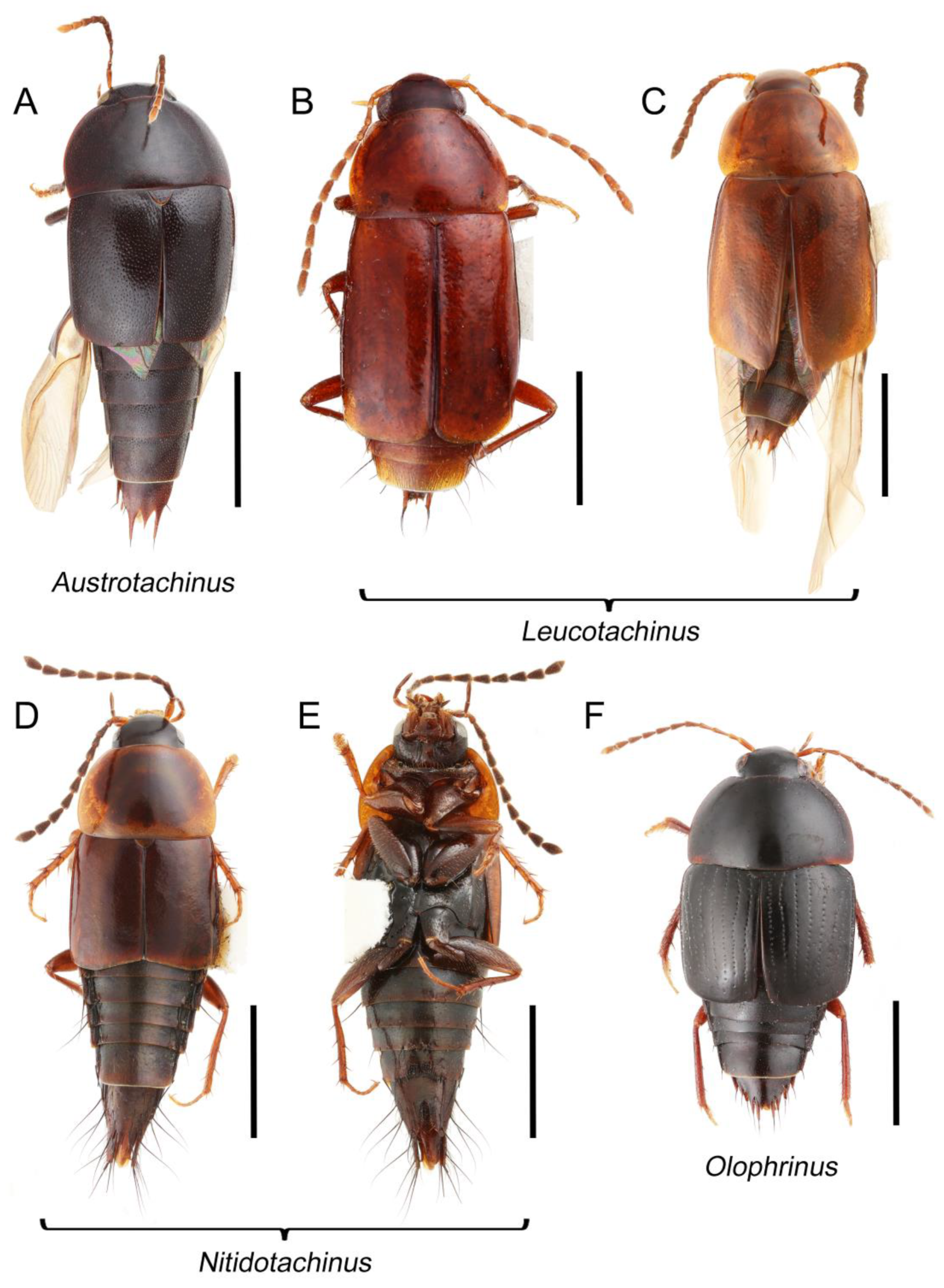 Biology 10 00323 g048 Biology 10 00323 g048