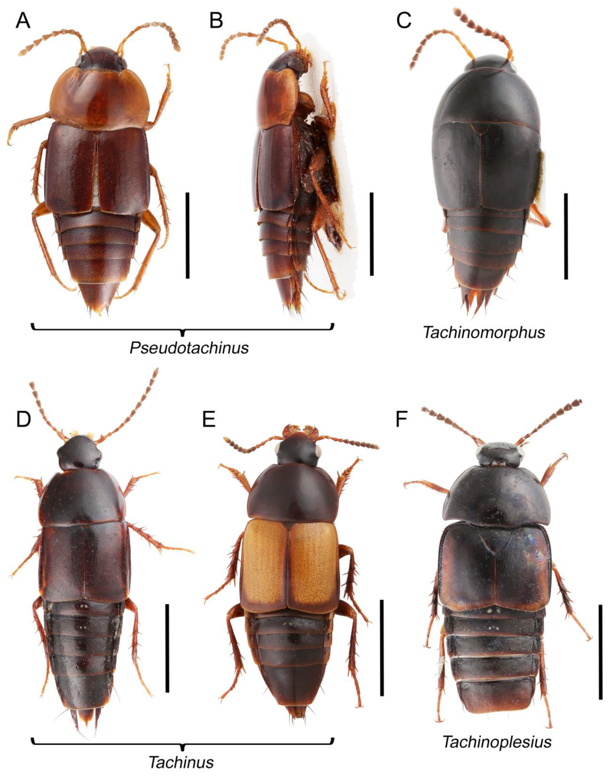 Biology 10 00323 g049 Biology 10 00323 g049