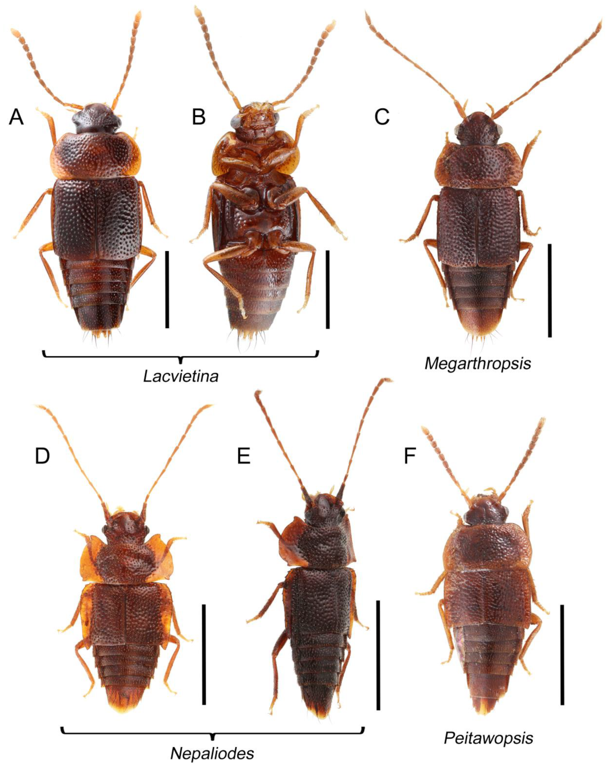 Biology 10 00323 g057 Biology 10 00323 g057