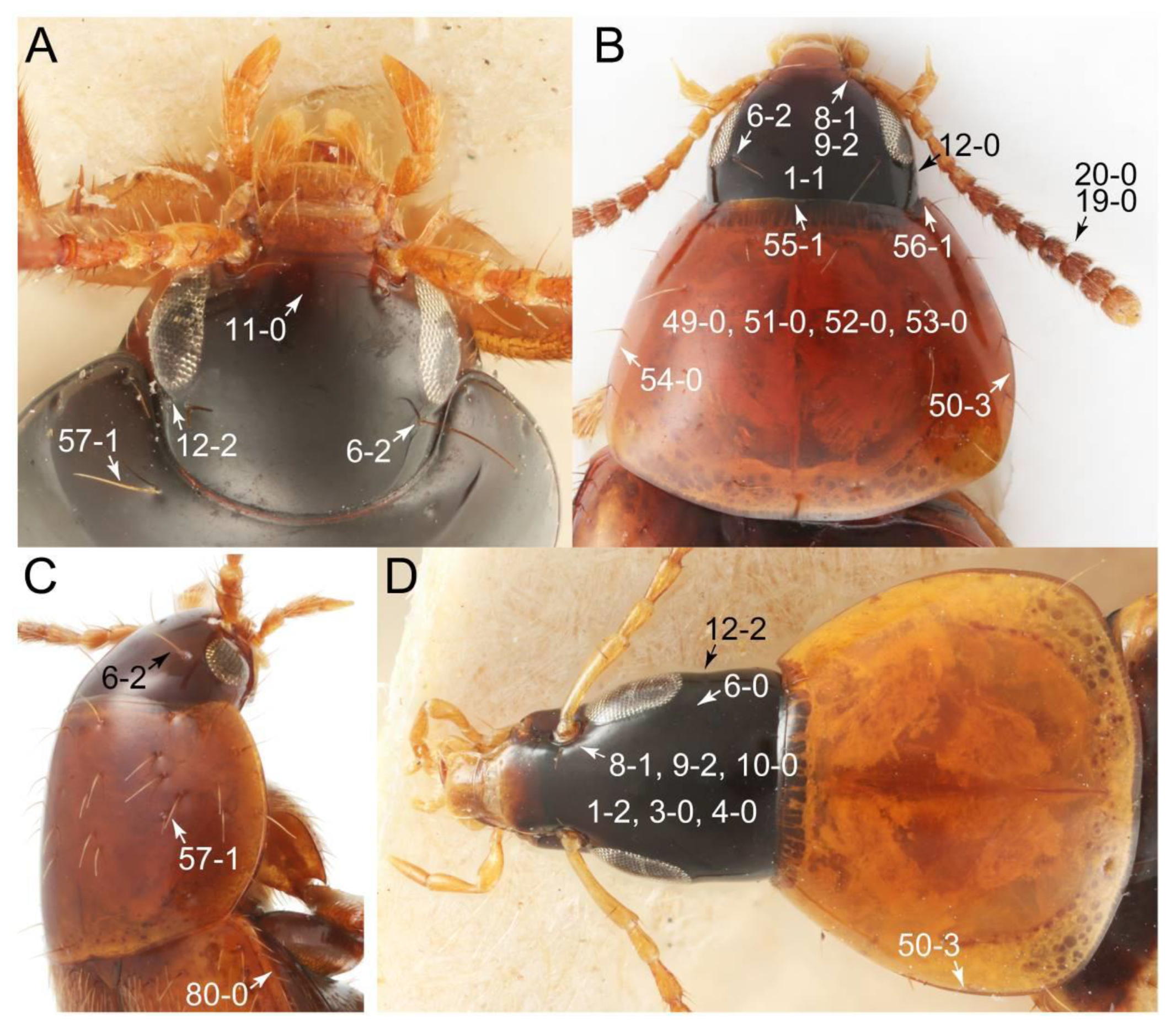Biology 10 00323 g064 Biology 10 00323 g064