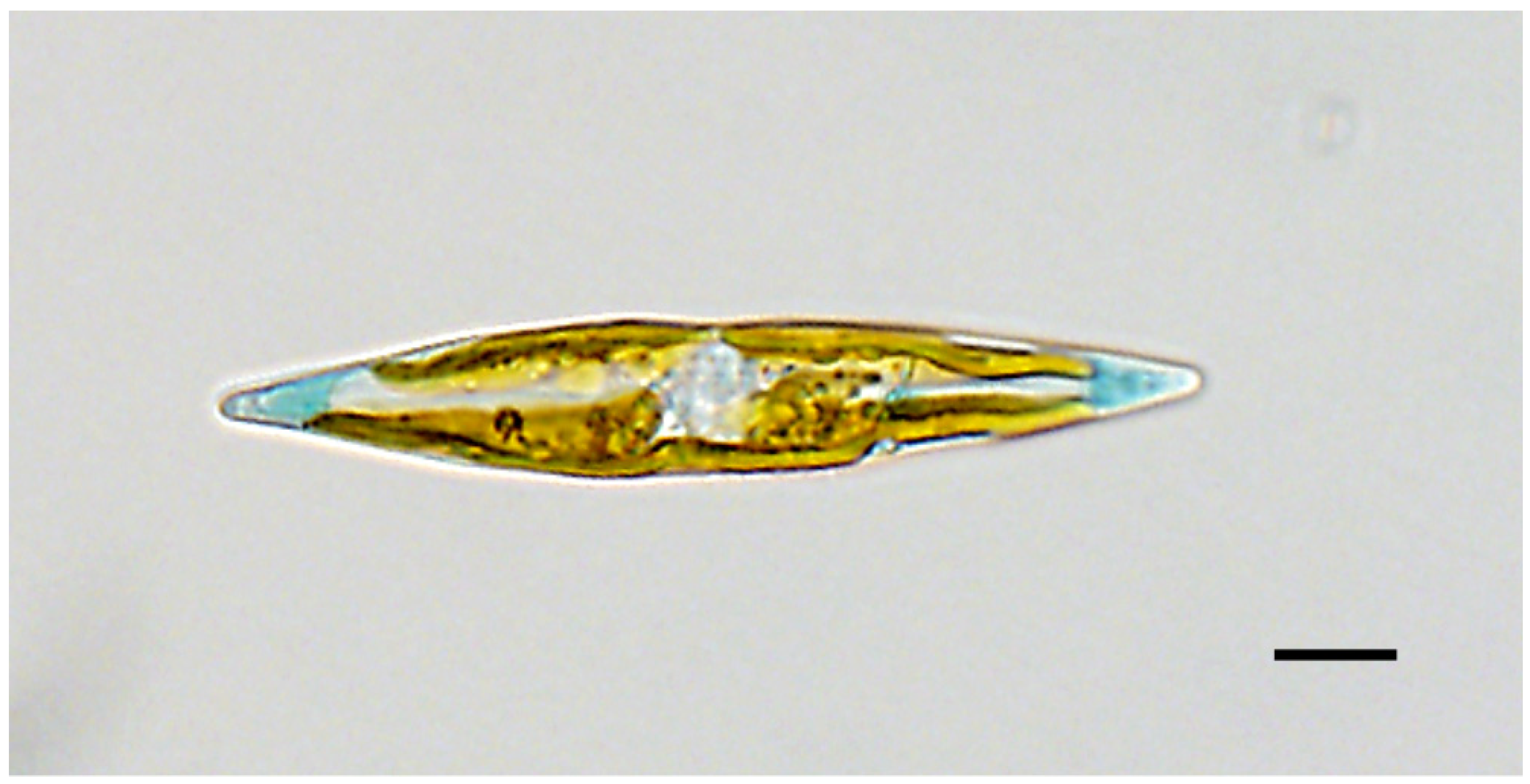 Biology 10 00328 g001 Biology 10 00328 g001