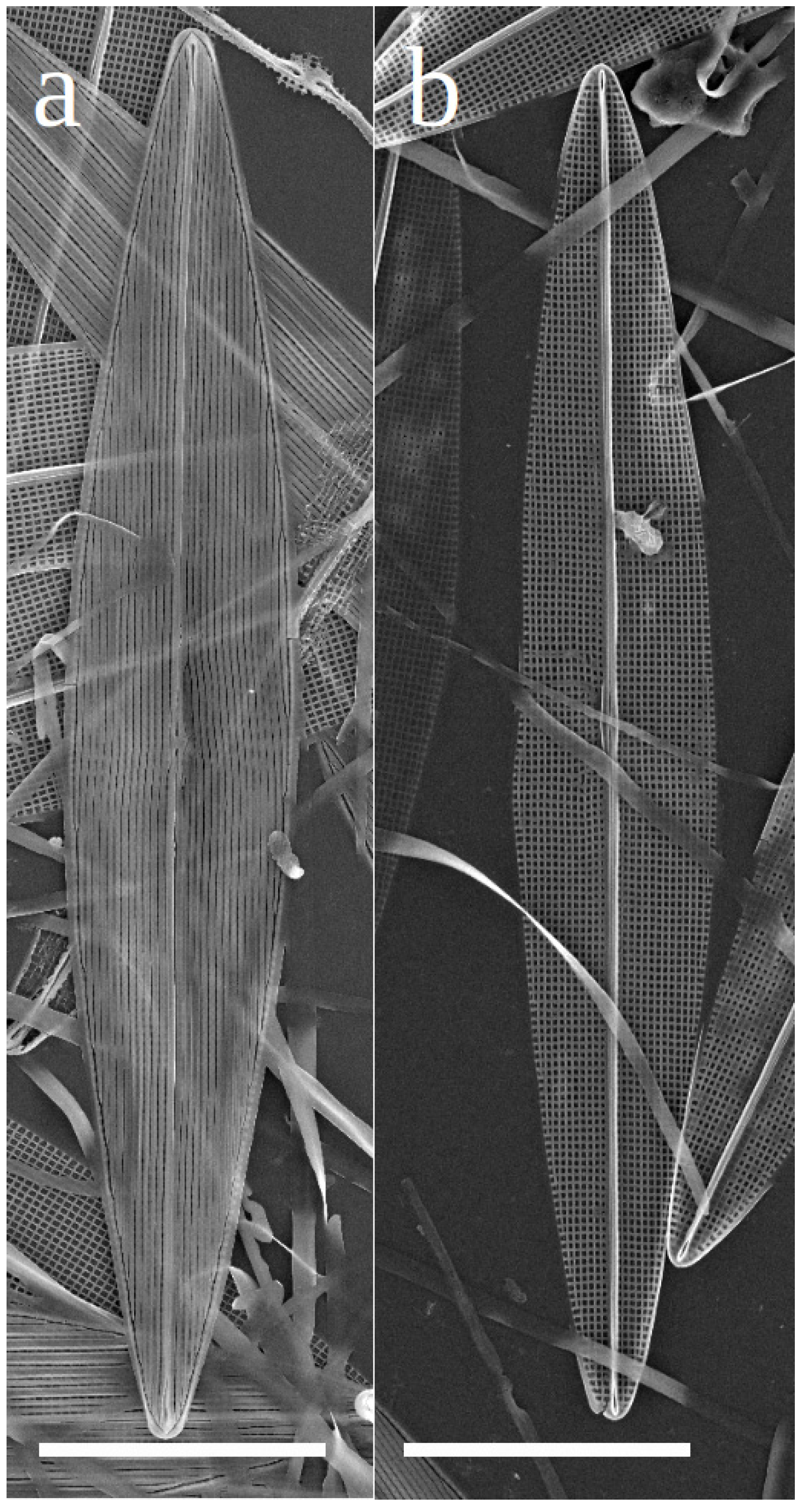 Biology 10 00328 g003 Biology 10 00328 g003