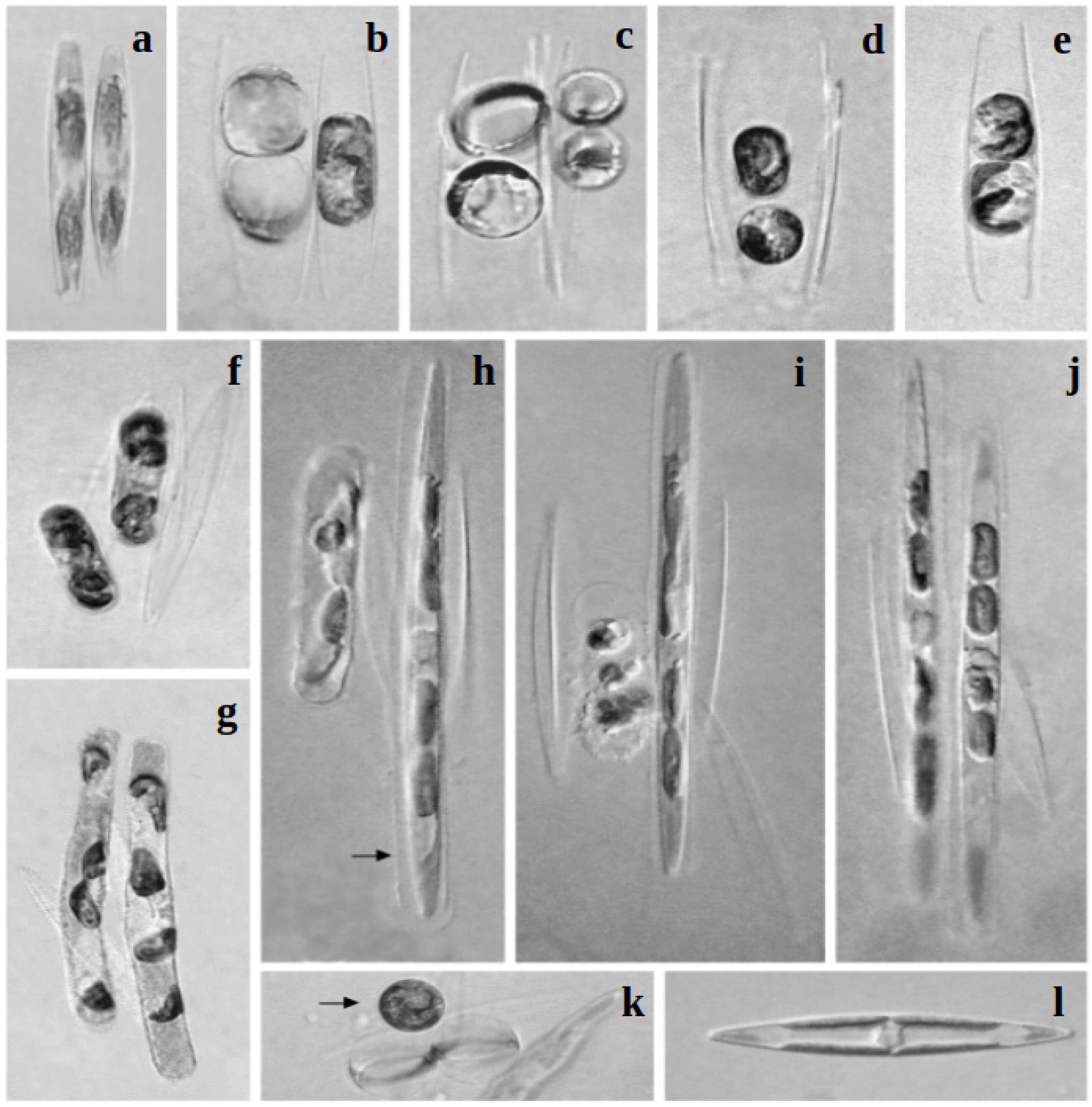 Biology 10 00328 g011 Biology 10 00328 g011