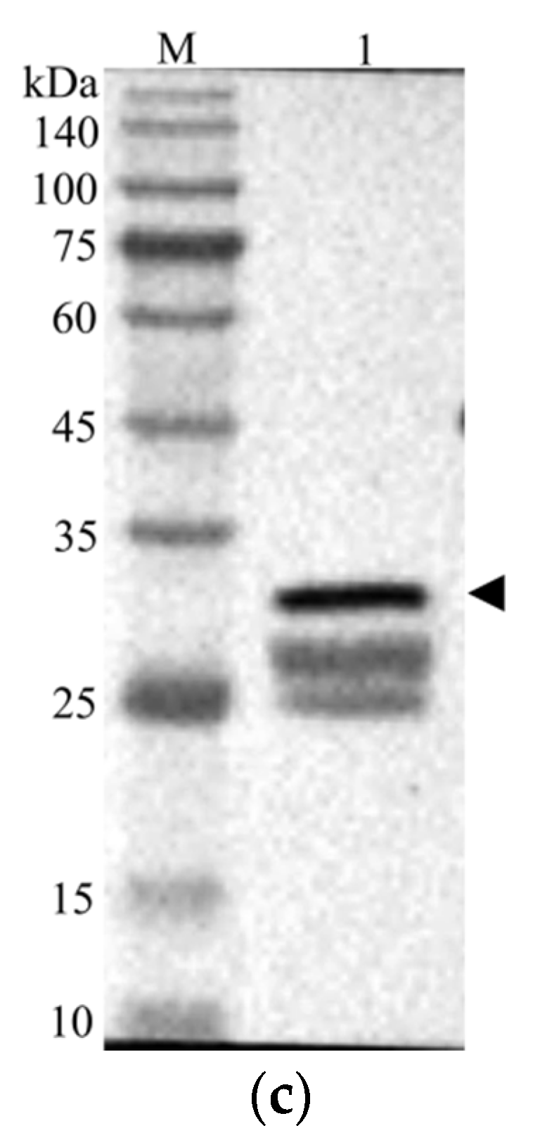 Biology 10 00330 g007b Biology 10 00330 g007b